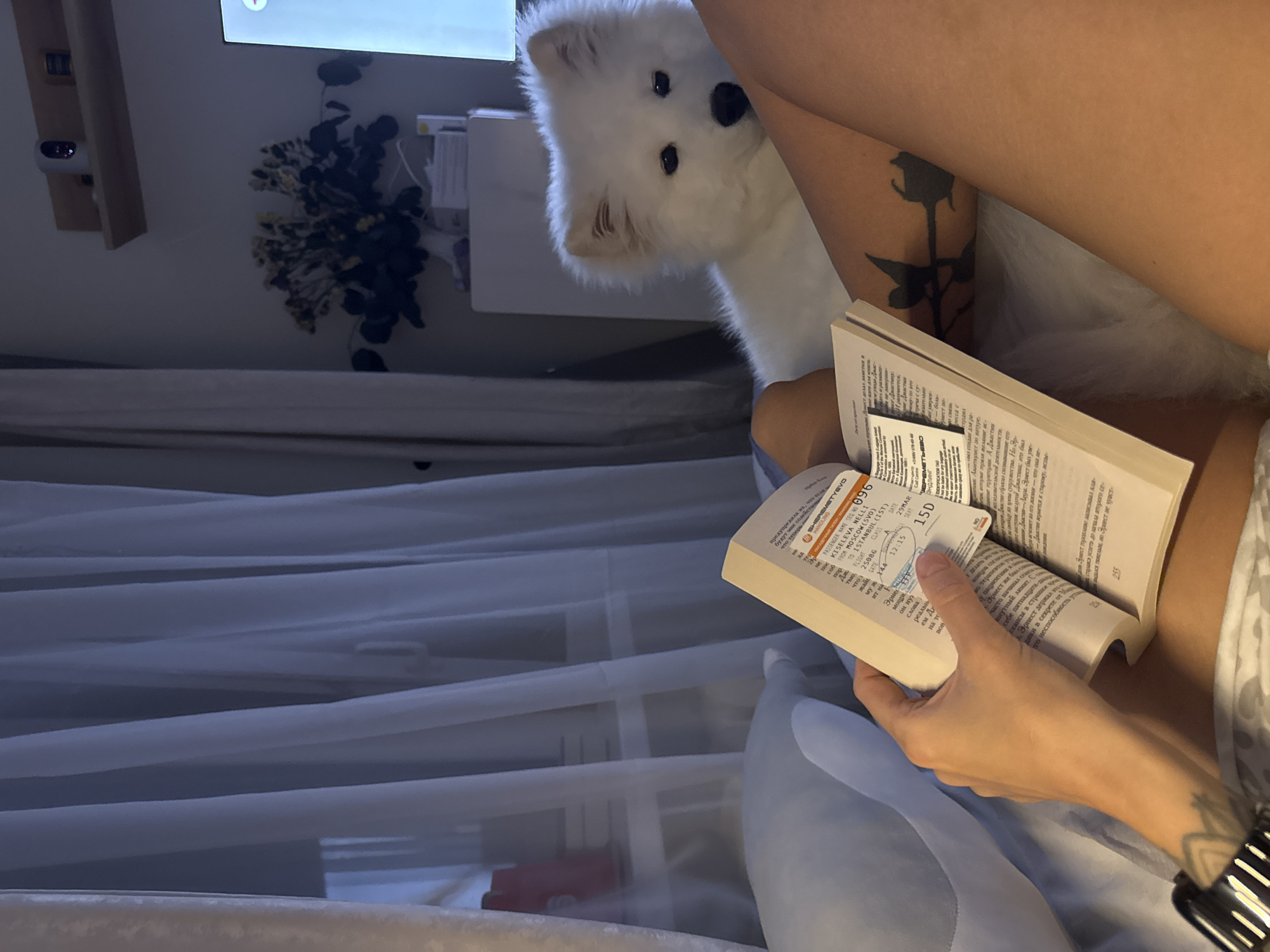 A person is seen reading a book with a Sheremetyevo airline ticket, specifically from Moscow (SVO) to Istanbul (IST). A white dog is nearby looking toward the person. The ticket includes passenger name Kiseleva Nelli. A floral tattoo is visible on the person's arm. Based on the ticket details, the location is related to travel from Moscow to Istanbul. Given the OCR text mentioning "Эрнест" and discussing a research activity, the book is likely a novel. There is not sufficient information available to determine if this image was taken in the city of Chaikovsky, Russia.
