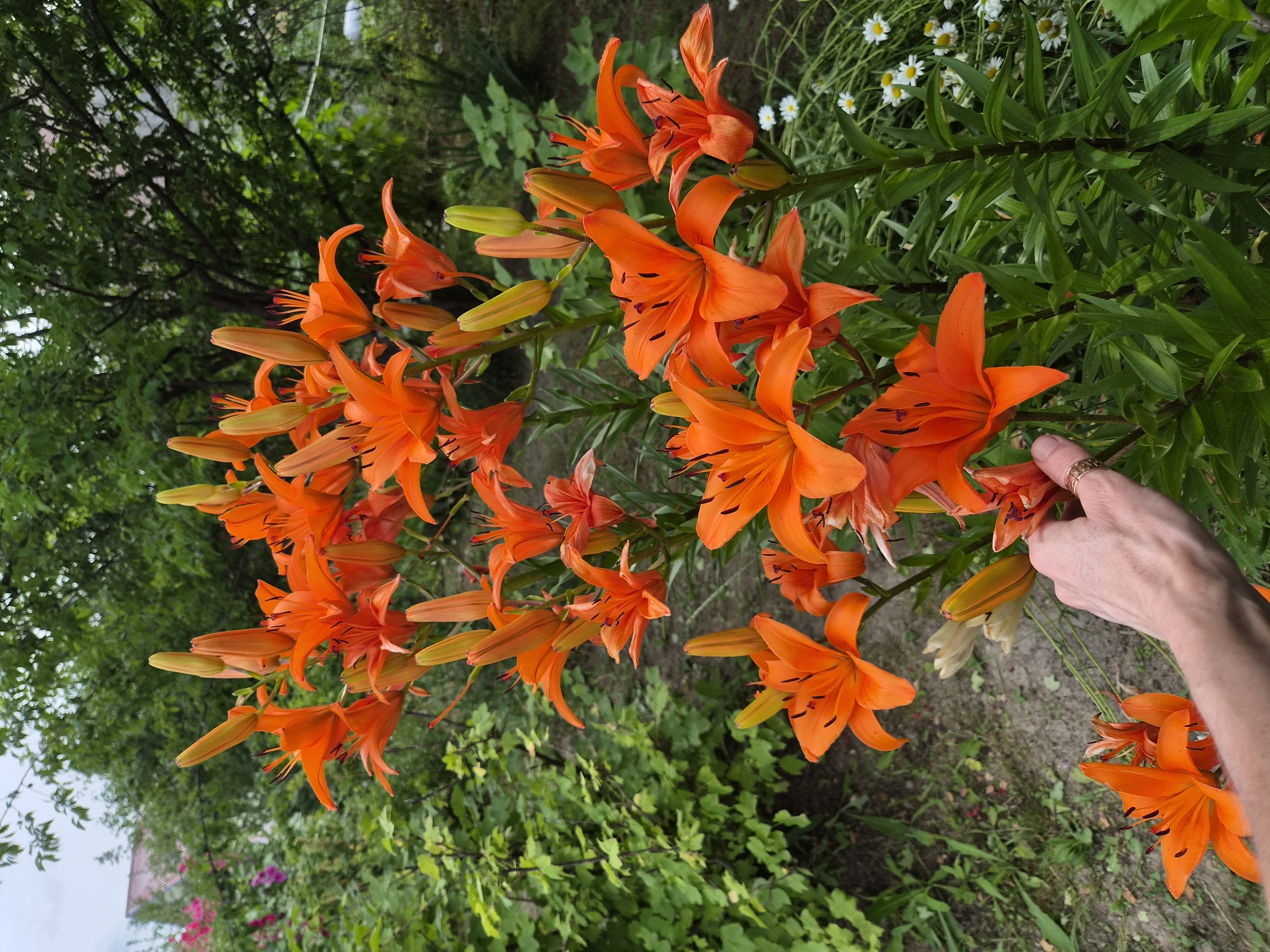 In Novosisoevka, Russia, a garden features a cluster of vibrant orange lilies in full bloom. The lilies, some open and some in bud, are the central focus, with their bright petals and dark stamens clearly visible. A person's hand, adorned with rings, is gently touching one of the lily flowers, suggesting a moment of appreciation for nature. In the background, lush green foliage and trees create a natural backdrop, with hints of other flowers and a distant building suggesting a residential area. The ground is covered with soil and dry leaves. The overall scene depicts a peaceful and picturesque garden setting.