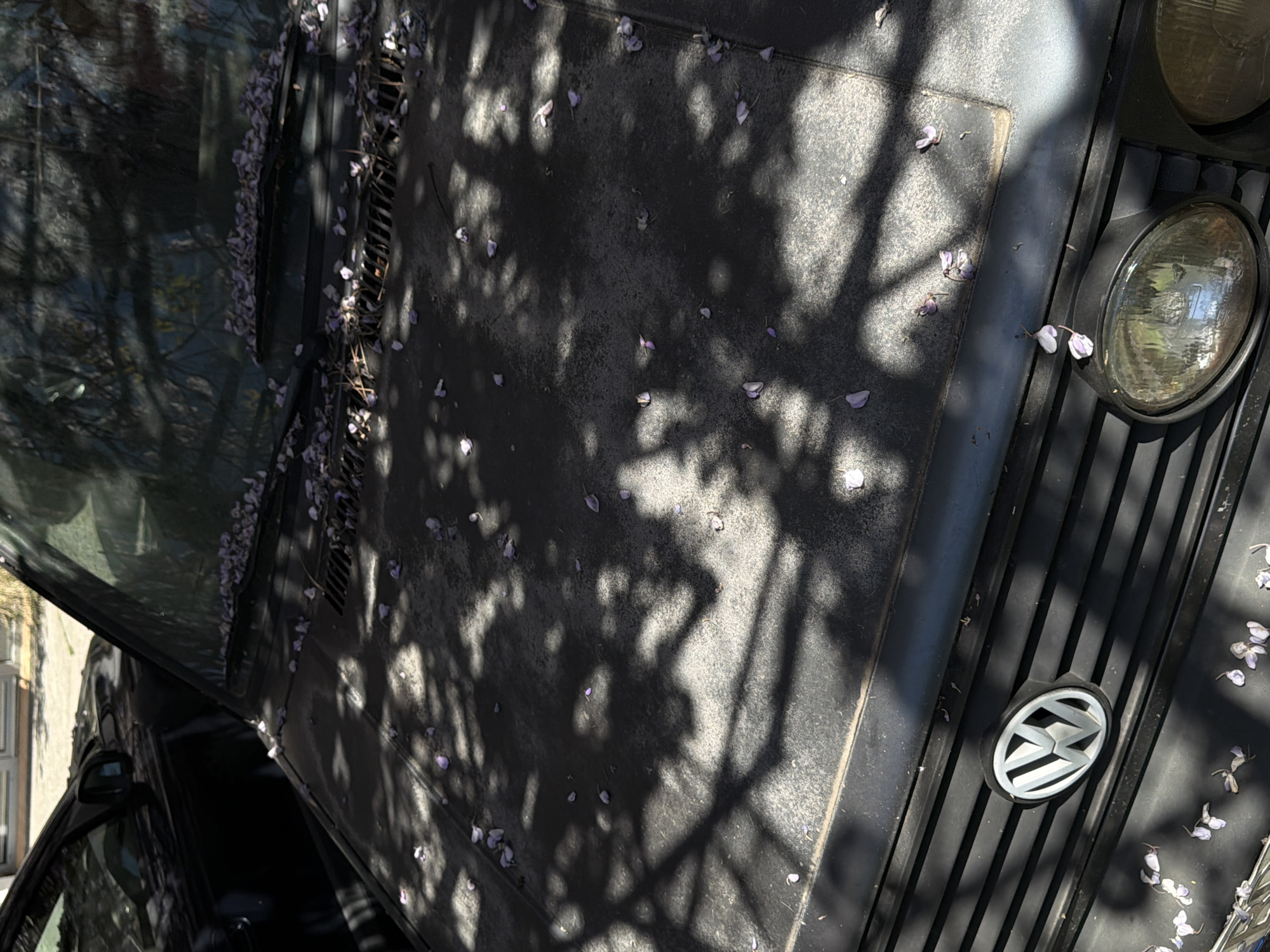 A top-down, medium-shot shows a section of a dark-colored Volkswagen vehicle parked outdoors, likely in Budva, Montenegro. The vehicle is covered with a sprinkling of small, light-colored flower petals. Tree branches and leaves cast shadows across the hood and windshield. The front grill, headlights, and Volkswagen logo are visible. The side mirror and a portion of the open driver's side window are visible on the left. The angle of the shot and the presence of the building in the reflection of the windshield suggests the car is parked on a street.