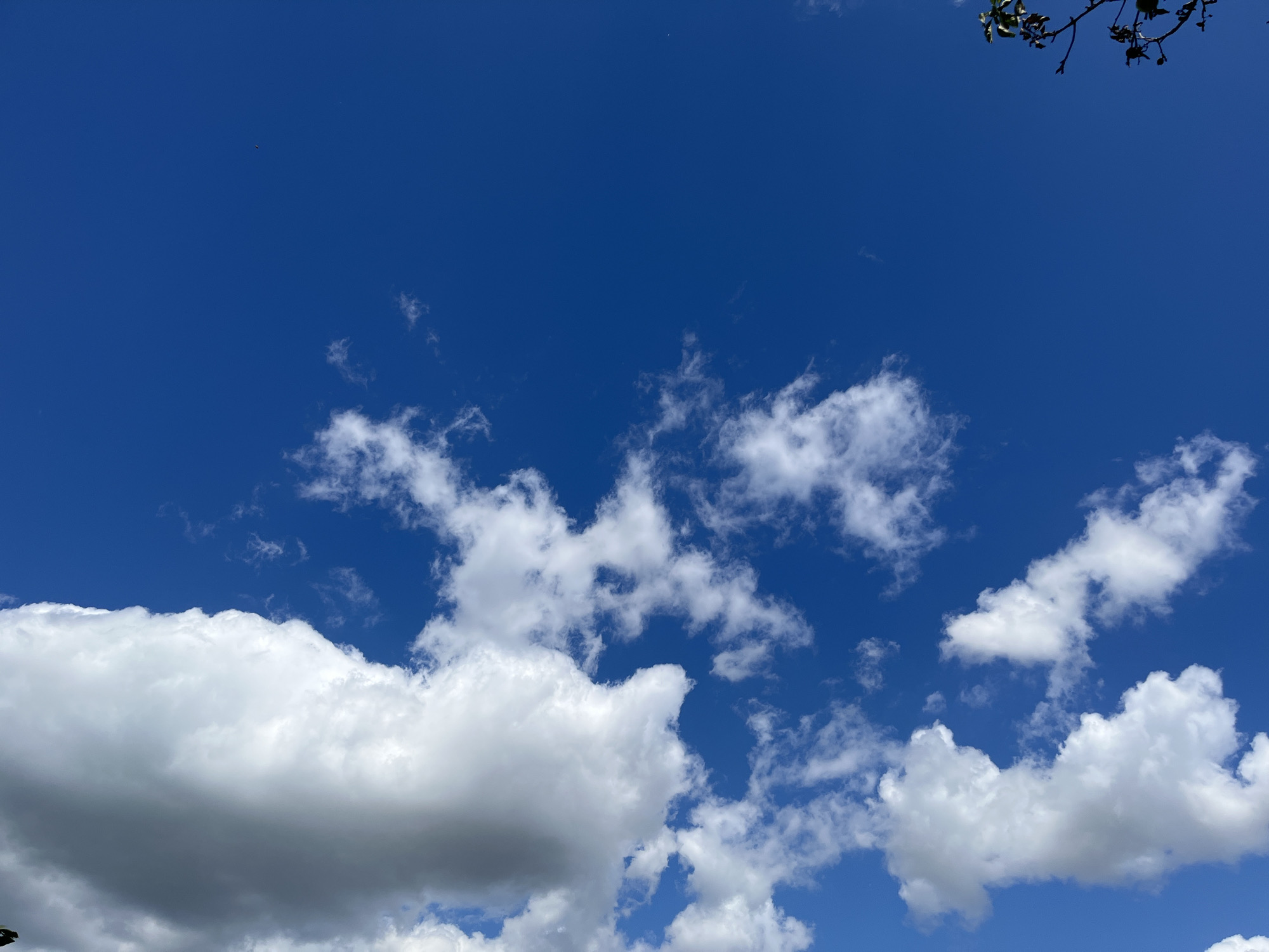 The image shows a bright blue sky with scattered white clouds. A few tree branches with leaves are visible at the top right corner of the image. The image is a landscape view of the sky with no buildings or other urban elements. There are no people or animals visible in the image.