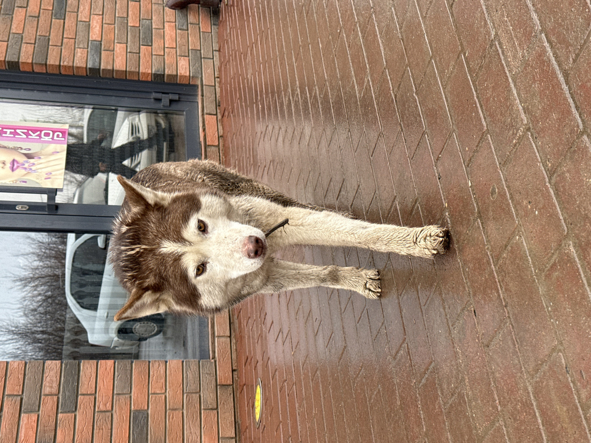 A brown and white husky dog is standing on a brick walkway in front of a building. The building has a window with a sign in Russian and a reflection of a white vehicle. The location is likely Osa, Russia, based on the prompt. The dog is dirty, with mud on its paws. The brick walkway is wet.