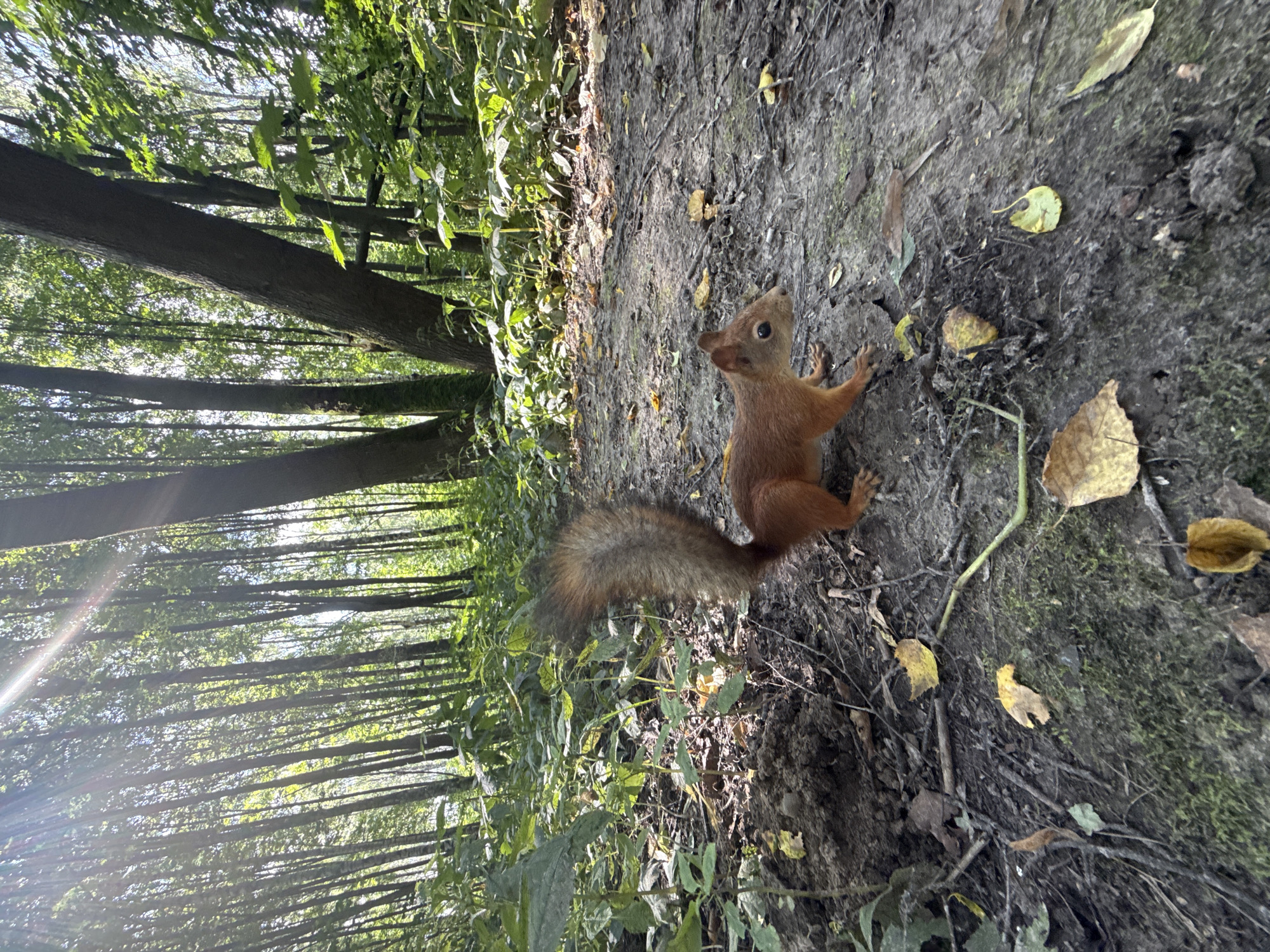 A red squirrel is on a dirt path in a forest. The squirrel is facing to the right, with its tail curled up. The path is covered with dirt, leaves, and twigs. The forest is dense with tall trees and green foliage. Sunlight streams through the trees, creating a dappled light effect on the forest floor. The image is taken from a low angle, at ground level. The location is identified as Rusanovo, Russia.