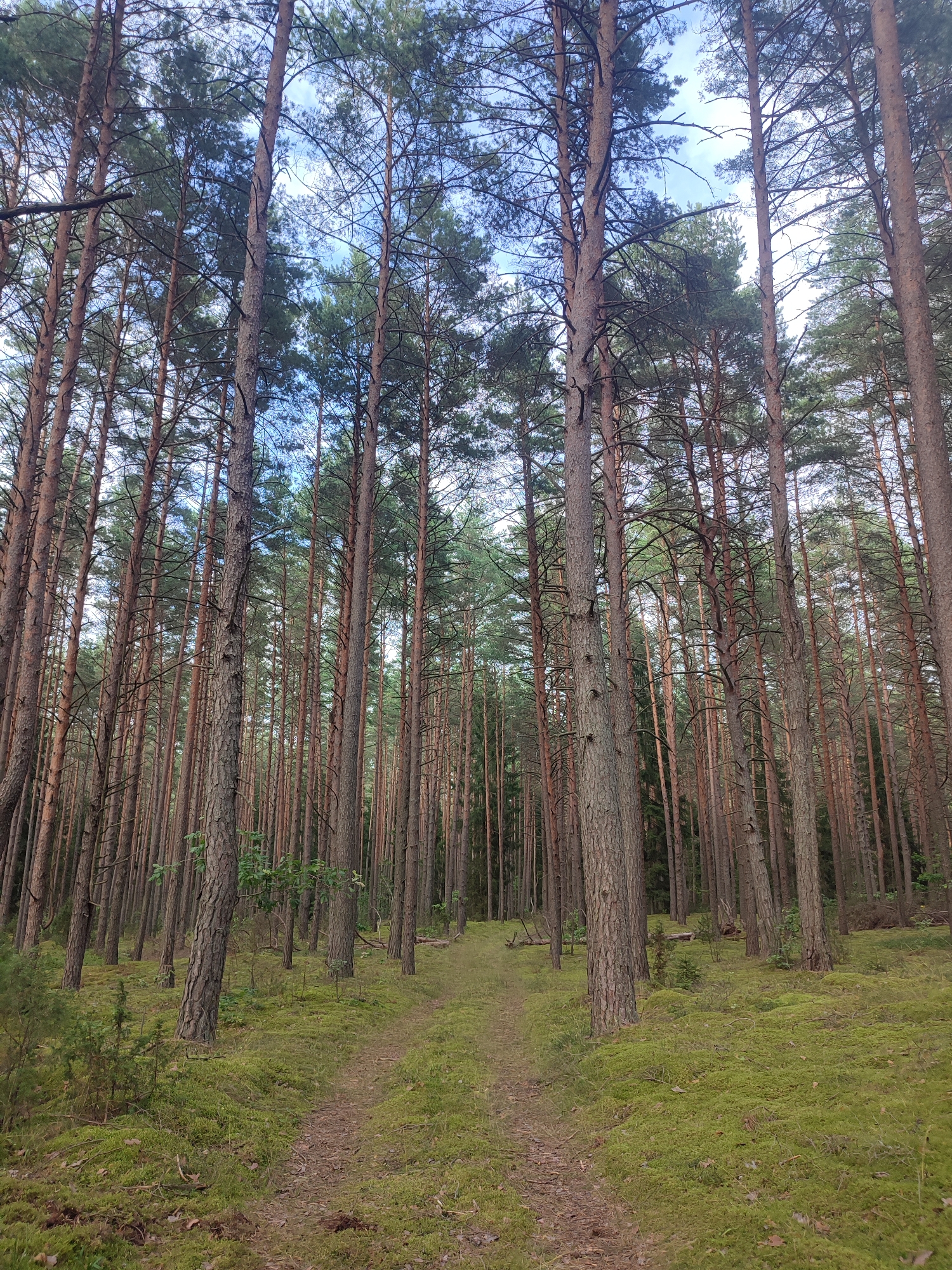 A low-angle shot shows a dirt path winding through a dense forest of tall pine trees. The ground is covered in thick, vibrant green moss, with some fallen pine needles and twigs scattered along the path. The trees have rough, textured bark and their branches, many bare of needles, form a canopy overhead, allowing glimpses of a pale blue sky with scattered clouds. The scene appears tranquil and natural.