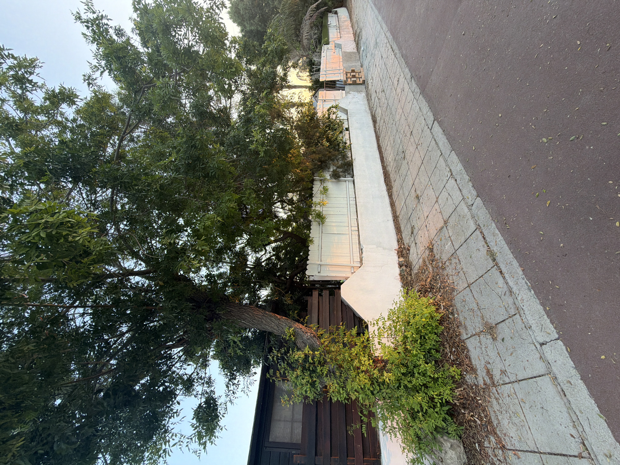 The image depicts a section of a sidewalk and a residential property in Pervolia, Cyprus. A paved walkway, constructed of square concrete tiles, runs parallel to a dark asphalt road. Adjacent to the walkway is a low, white-plastered wall that encloses the property. Beyond the wall, a white wooden fence can be seen, and behind that, dense green foliage from trees and bushes obscures the view of the house. A large tree with a thick, gnarled trunk is prominently featured, its branches extending over the wall and fence. The scene is illuminated by natural light, suggesting it is daytime, with the sun casting warm tones on the white surfaces and foliage. There are no people visible in the image. The environment appears residential, with elements of landscaping and typical urban street features.