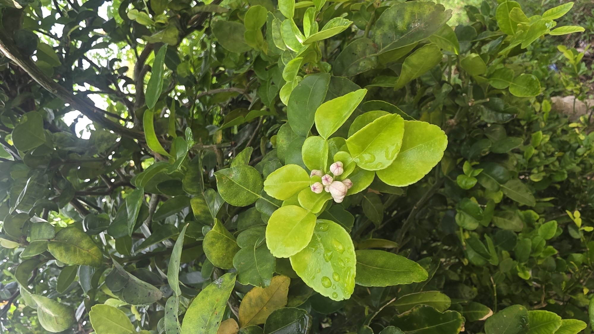 A close-up shot of a citrus plant with green leaves and small pink flower buds in Lhokseumawe, Indonesia. The leaves show some water droplets, suggesting recent rain. The overall impression is of a thriving plant in its natural outdoor environment.