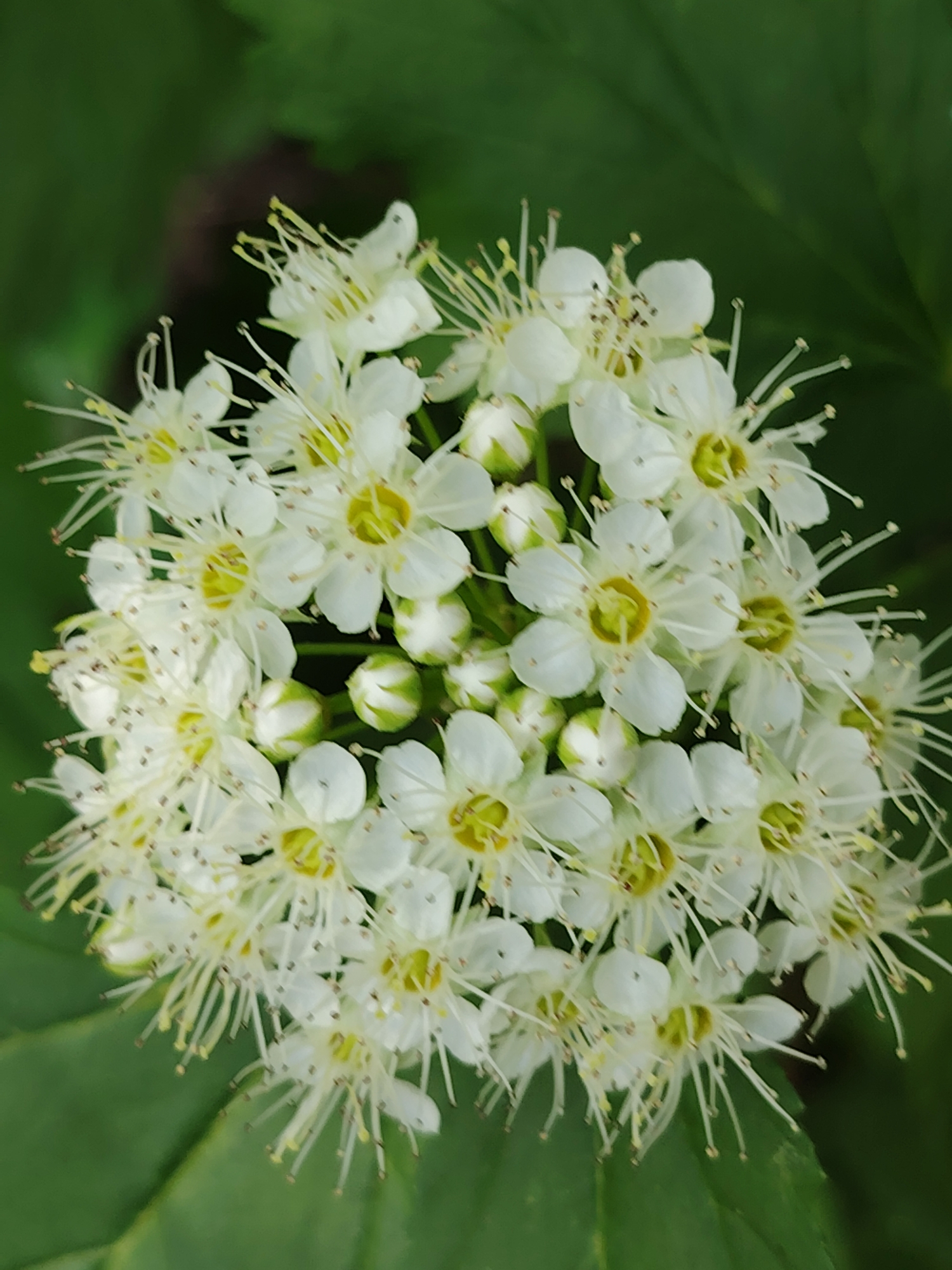 A close-up shot captures a cluster of small, white flowers with prominent yellow stamens. The flowers are tightly packed, with some showing unopened green buds. The background is a blur of dark green, suggesting foliage. The scene is illuminated by soft, diffused light. The image is taken from a top-down perspective, focusing entirely on the floral arrangement.