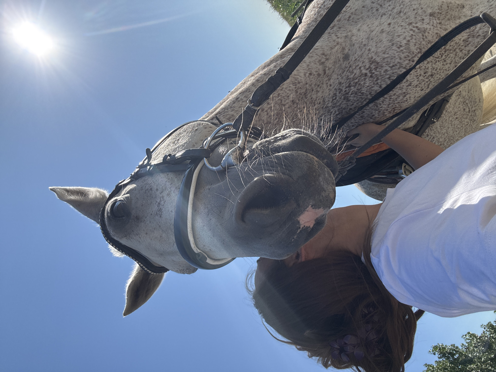 A person with long brown hair, wearing a white t-shirt, is embracing a dappled gray horse under a clear blue sky with the sun shining brightly. The horse is wearing a bridle with a bit, and the person's head is near the horse's muzzle, suggesting an affectionate interaction. The background shows a hint of greenery and possibly trees, suggesting an outdoor rural or park setting, potentially in the vicinity of Estaimpuis, Belgium.