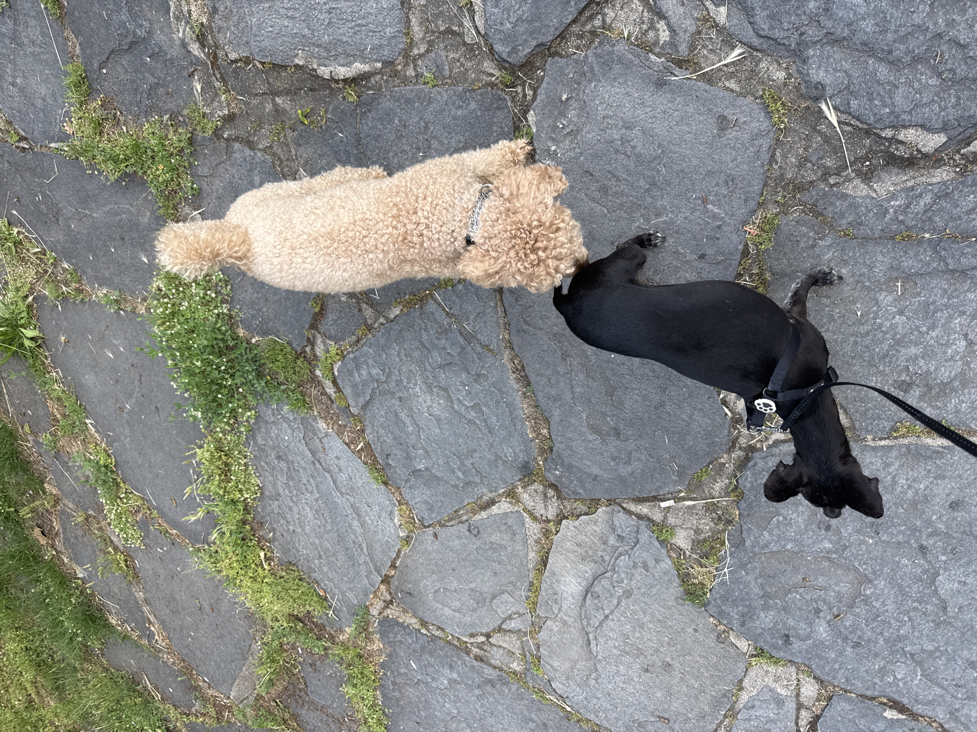 Two dogs are on a paved walkway composed of irregular, dark grey flagstones with patches of green grass growing in the cracks. A light tan poodle with curly fur is sniffing the ground. Beside it, a small black dog with short fur, wearing a black harness and leash, is lying on its side. The scene appears to be an outdoor public space, possibly a park or a promenade, given the paving and grass. The context of Plovdiv, Bulgaria is not discernible from the visual elements of the image alone.