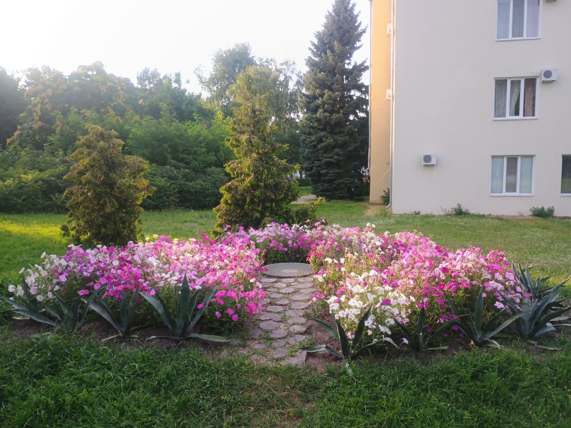 In Myrhorod, Ukraine, a residential building with light beige walls and three visible floors stands to the right of the frame. The building features several white-framed windows and air conditioning units. In front of the building, a vibrant flowerbed is arranged in a semi-circular shape, showcasing a dense collection of pink and white petunias. Interspersed within the flowerbed are several agave plants with spiky, green leaves. A small, circular path made of irregular stone slabs leads through the center of the flowerbed, disappearing into the plants. The foreground is dominated by lush green grass. Behind the flowerbed, a variety of trees are visible, including two conical evergreen trees, with a larger, darker evergreen tree further back and a dense cluster of deciduous trees forming a backdrop. The scene is bathed in soft, natural light, suggesting it was taken during the day, possibly in the late afternoon or early morning given the angle of the sunlight. No people are present in the image.