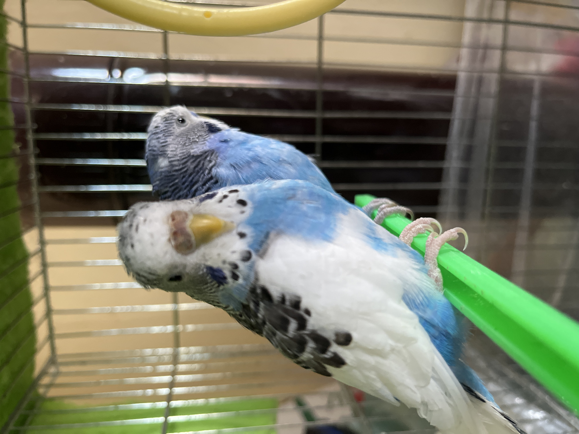 Two blue and white budgerigars are perched on a green bar inside a birdcage. The cage is metal and has a yellow circular object at the top. The location is in an indoor environment, likely a residence, but the city of Shumen, Bulgaria cannot be determined based on the image alone.