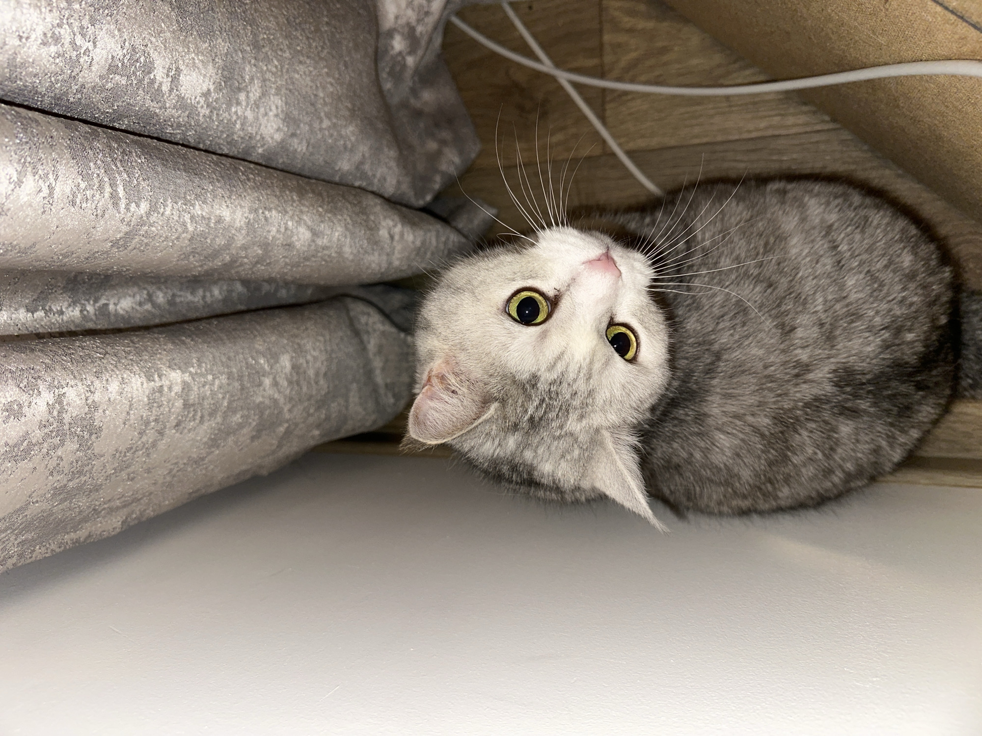 A gray cat lies on a white surface near a gray, textured curtain. The cat has yellow eyes and is looking up at the viewer. White wires are visible above the cat. The environment is indoors, suggesting it could be a home. There is no information to confirm this photo was taken in the city of Chaikovsky, Russia.