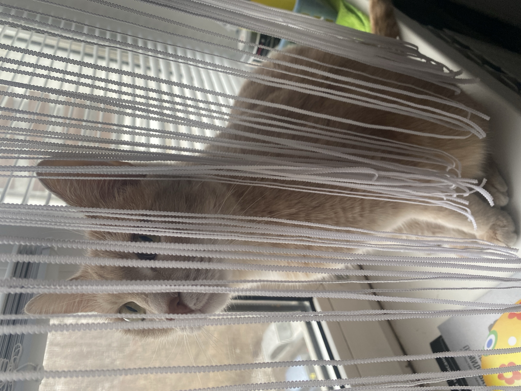A domestic cat with a light orange coat peeks through white Venetian blinds. The cat's face, including its eyes, nose, and ears, is visible through the horizontal slats of the blinds. The cat's body extends behind the blinds, suggesting it is positioned near a window. The location is unknown.