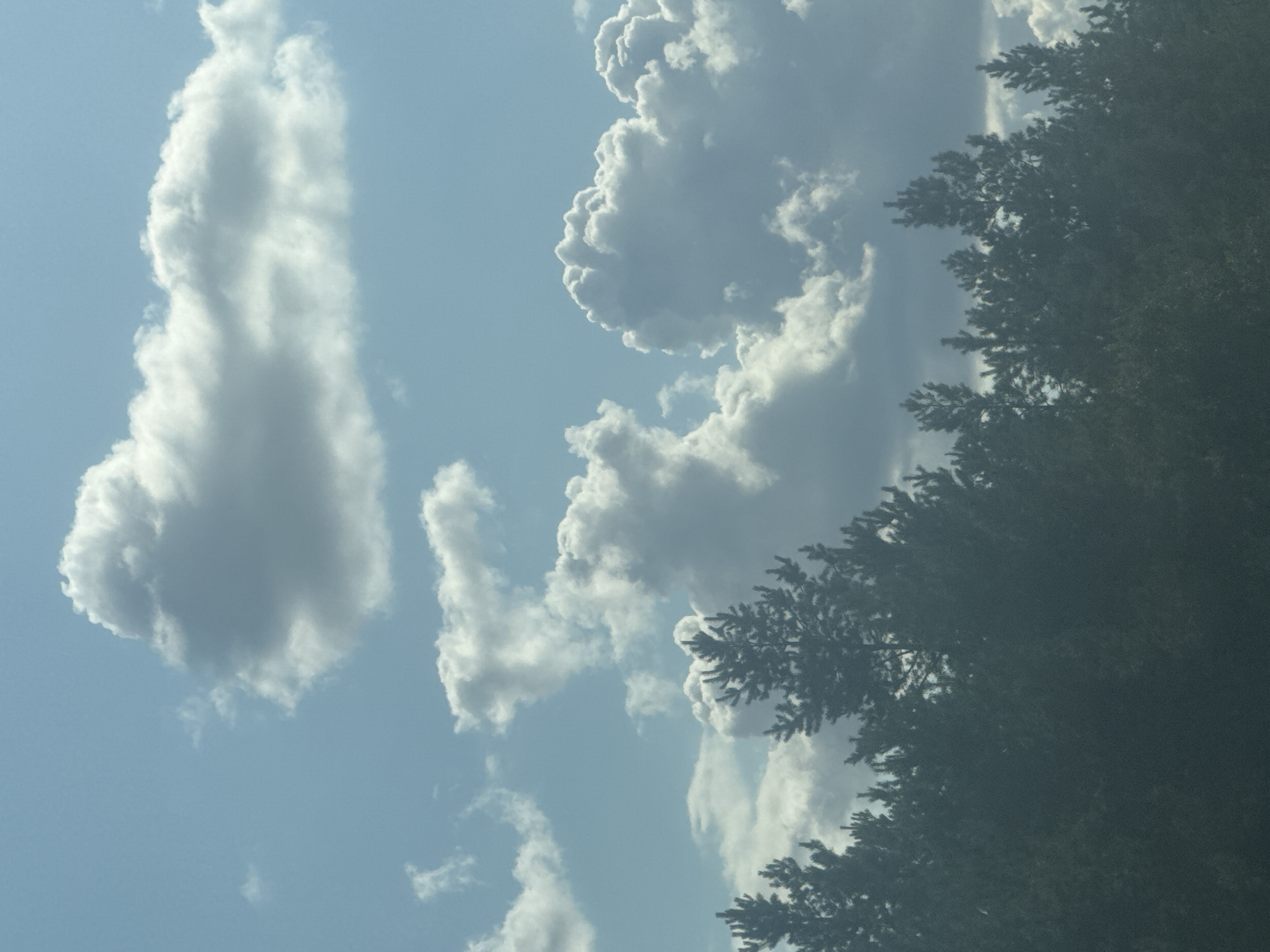 The image displays a wide shot of a forest canopy against a cloudy sky. The trees are dark green and silhouetted, with the tops of the pine trees clearly visible. The sky is a pale blue with large, fluffy white clouds. The scene appears to be a natural landscape. There are no people or man-made structures visible in the frame. The lighting suggests it is daytime, possibly late afternoon, given the slightly muted tones. The location is identified as Васильевка, Russia.