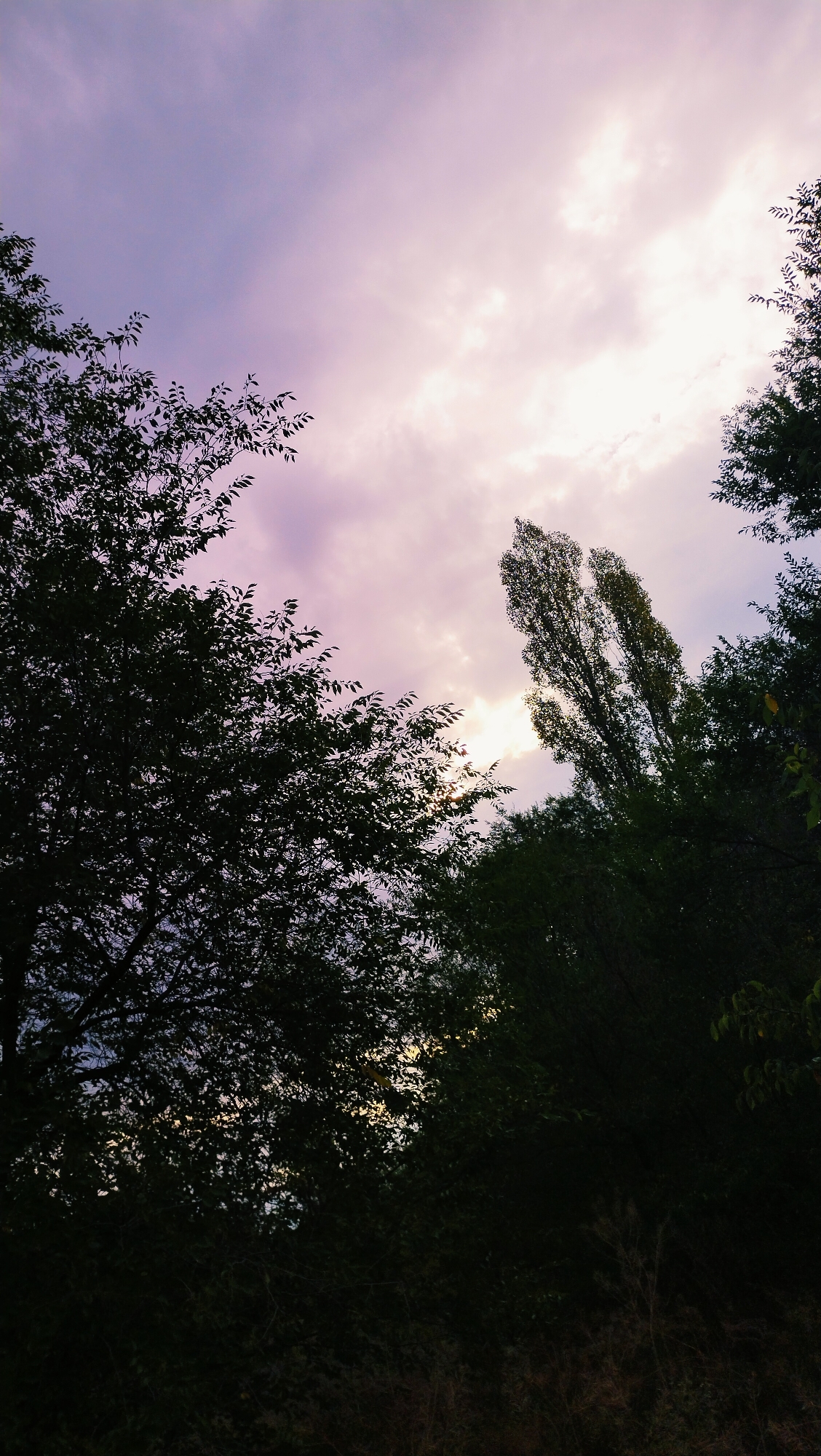 The image depicts a view looking upwards through the branches of trees towards a twilight sky. The sky is filled with clouds, illuminated by the setting sun, casting a soft pink and white glow. Silhouetted against the sky are dark green leaves and branches of various trees, framing the central sky. In the lower portion of the image, the foliage becomes denser and darker, with dry grass and vegetation visible at the very bottom. The scene appears to be an outdoor, natural setting, possibly a park or the edge of a wooded area within the city of Horishni Plavni, Ukraine, as suggested. There are no people or specific man-made objects clearly visible in the image.