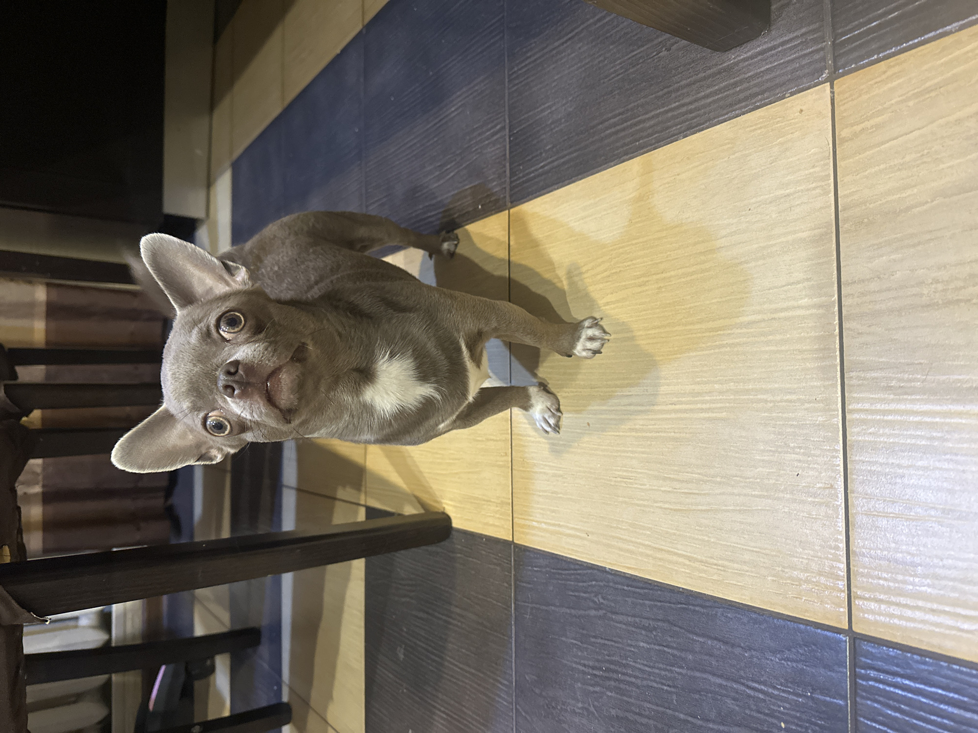 A grey Chihuahua dog stands on a tiled floor. The floor is divided into dark blue and light beige sections. The dog has large ears and is looking upwards with wide eyes. A portion of a wooden chair or table leg is visible in the lower left corner. The background consists of a dark curtain and possibly furniture. There is no information available regarding the specific location in the city of Kyiv, Ukraine, or any other specific details about the scene.