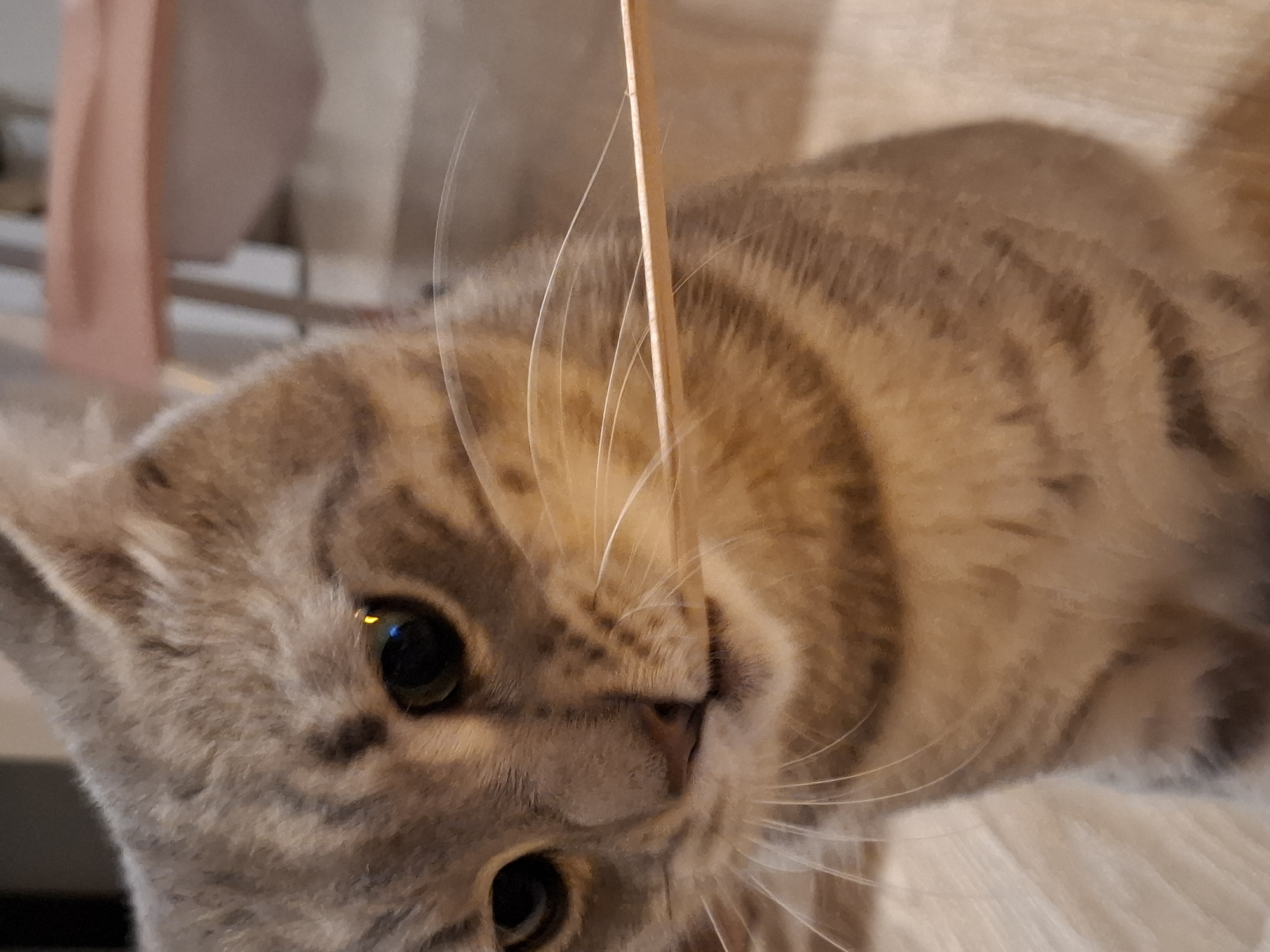 A close-up, eye-level shot shows a tabby cat holding a thin, straw-like object in its mouth. The cat's face is in focus, with its head tilted slightly downwards. Its eyes are wide open, with one reflecting a yellow glint of light. The cat's fur is a mix of grey and brown tabby markings. The background is blurred, showing a wooden floor and hints of furniture in muted tones. The lighting is soft and natural, with a slight warm cast. The image appears to have been taken indoors.