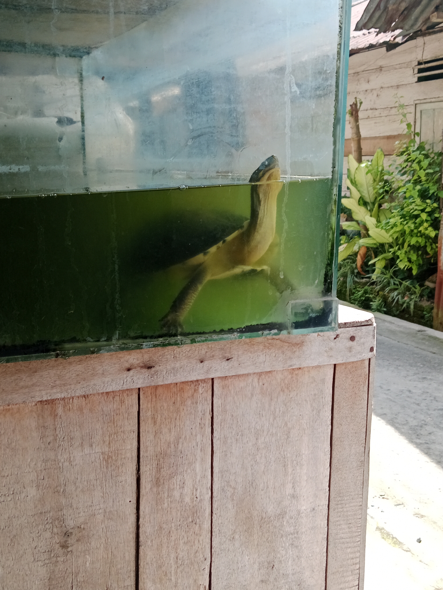 A side view of a freshwater turtle is captured in an aquarium. The turtle's head and neck are extended upwards, reaching out of the murky green water. Its body is partially submerged, with a hind leg visible in the water. The aquarium is housed in a wooden stand with visible vertical planks and metal nails. In the background, lush green foliage and a weathered wooden building are visible, suggesting an outdoor setting. The overall scene appears to be in a residential area within the City of Binjai, Indonesia.