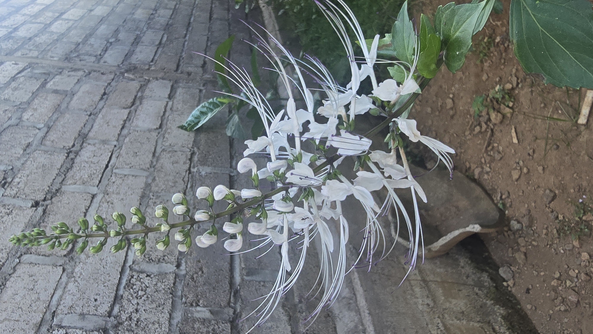 The image captures a close-up, angled view of a flowering plant, identified as Cat's Whiskers (Orthosiphon aristatus), blooming outdoors. The main subject is a branch adorned with numerous delicate white flowers. Each flower is distinct with its long, slender white stamens that extend outwards, ending in subtle purple tips, giving the plant its common name. Along the same stem, a progression of flower buds is visible, ranging from tightly closed green buds at the tip to larger, paler green buds nearing bloom, indicating continuous growth.
The setting appears to be a garden or outdoor pathway. The background consists of two distinct areas: to the left, light grey, rectangular paving stones create a structured texture, while to the right, reddish-brown soil with small pebbles and sparse ground cover is visible. A dark, irregularly shaped object, possibly a rock, is partially embedded in the soil in the lower right corner. The lighting suggests it is daytime, with soft, natural light illuminating the scene and casting gentle shadows. No people or animals are present, and there is no discernible activity beyond the natural flourishing of the plant. No text is visible in the media file. The plant species is common in tropical regions like Seririt, Indonesia, which is the provided location context.