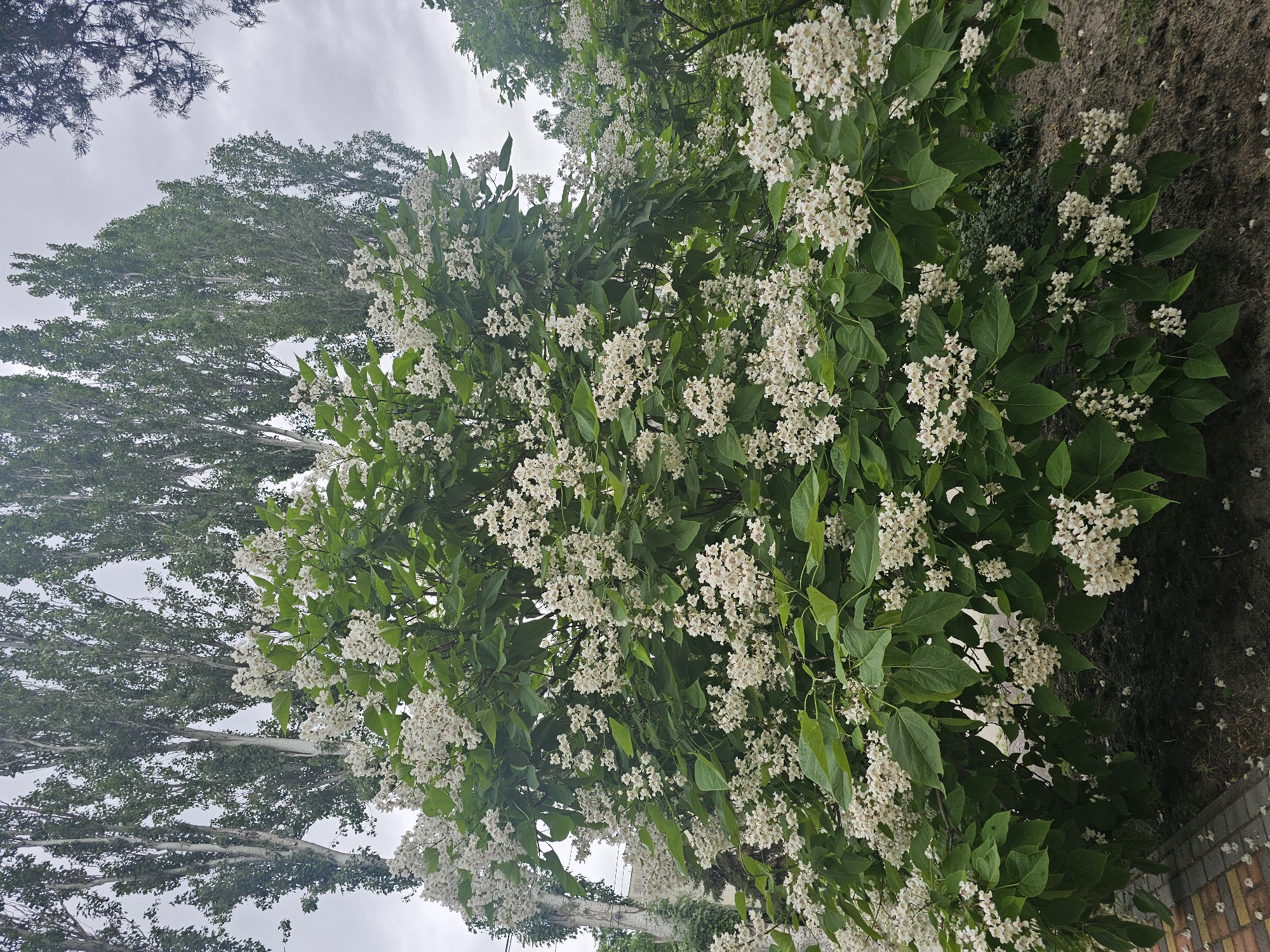A large, blooming Catalpa tree with numerous white flowers and green leaves dominates the foreground of the image. The tree is situated in an outdoor setting with a cloudy sky overhead. In the background, several tall, slender trees with green foliage are visible, their trunks appearing light-colored. To the left of the Catalpa tree, part of a light-colored, textured wall or structure is visible, possibly part of a building or an older tree trunk. The ground in front of the Catalpa tree is covered with dark soil, and scattered white petals from the flowers are present. To the far left, a section of a brick pathway with a reddish-brown and yellow patterned surface is visible. The overall scene suggests a park or garden area in Skadovsk, Ukraine, during the spring or summer blooming season. No people are present in the image.