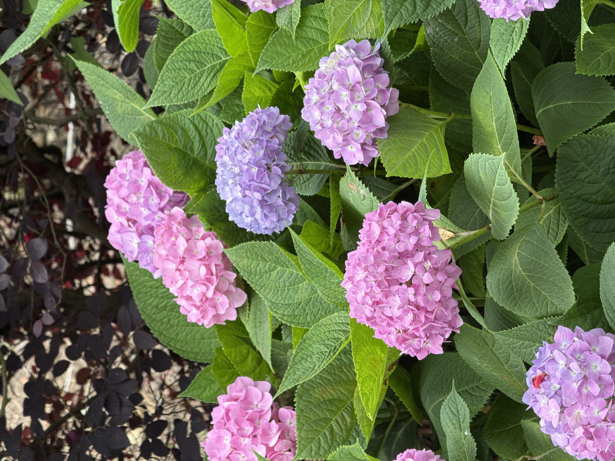 A top-down shot depicts a collection of hydrangea bushes in full bloom. The flowers display a range of colors from lavender and light purple to bright pink. They are surrounded by vibrant green leaves. The background shows a different type of plant with darker, purplish leaves and what appears to be light-colored gravel or mulch on the ground. The location is suspected to be Chenghua District, China.