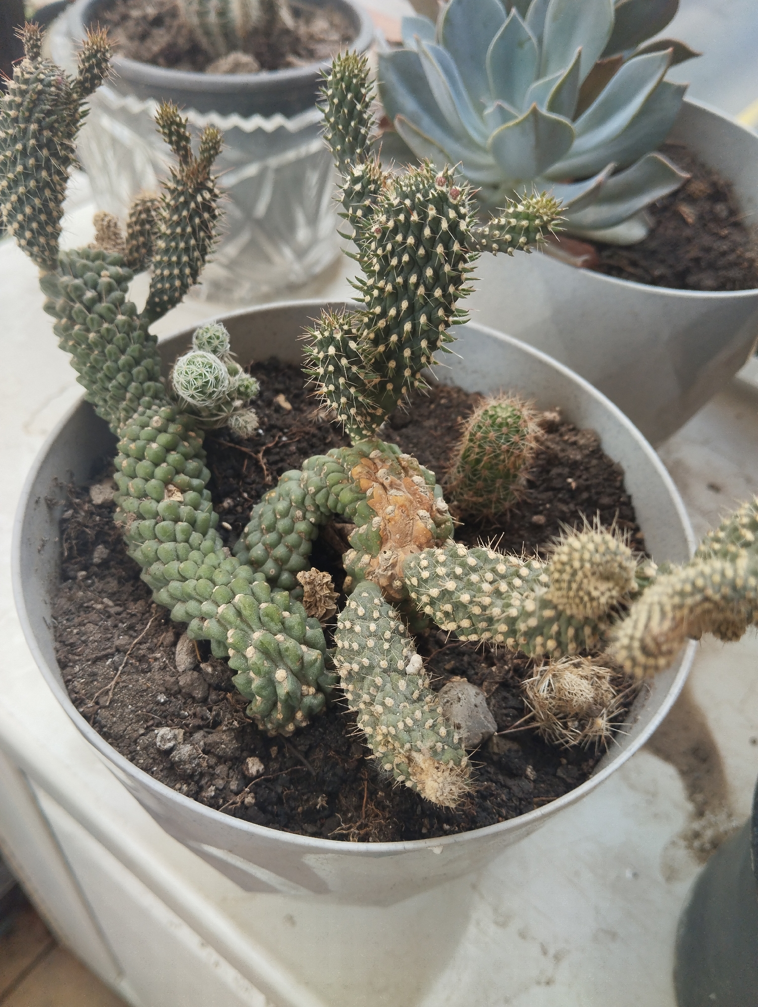 The image shows a close-up of a potted cactus plant with several segments, some of which appear to be damaged or discolored. The cactus is in a light-colored pot filled with dark soil. In the background, other potted plants are visible, including a large succulent and another cactus. The scene appears to be indoors, on a surface that might be a windowsill or table. The overall lighting suggests an indoor setting, possibly with natural light. There is no visible indication of the city of Baku, Azerbaijan, in the image.