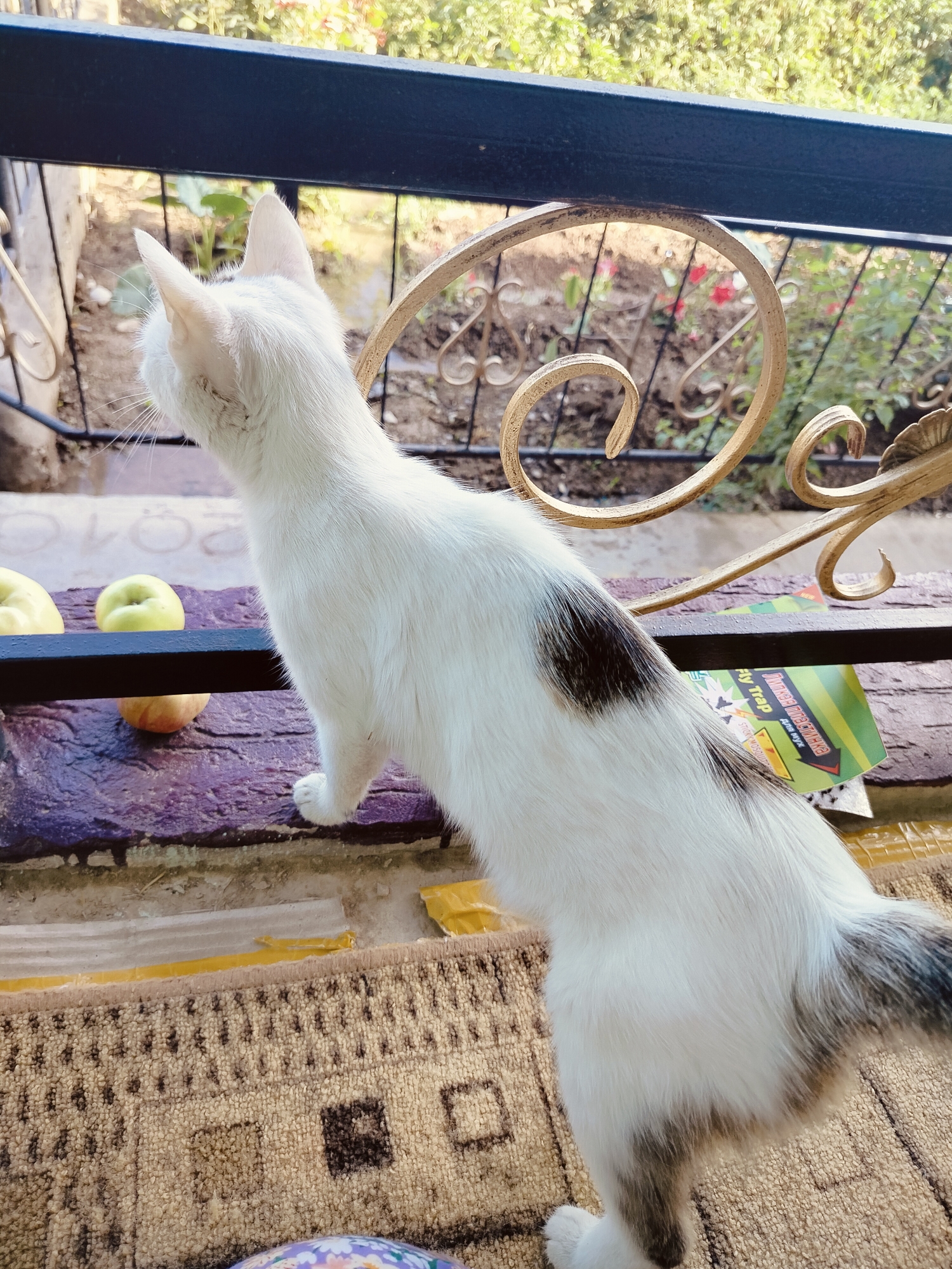 A white cat with black markings on its back and tail is standing on a rug on a porch or balcony, looking out at a garden. In the foreground, there are two green apples and one red apple on a purple surface. In the background, there is a metal fence and greenery. The scene appears to be outdoors in a residential area. The time of day is daytime, indicated by the natural lighting. The location is identified as Kölkent, Kazakhstan.