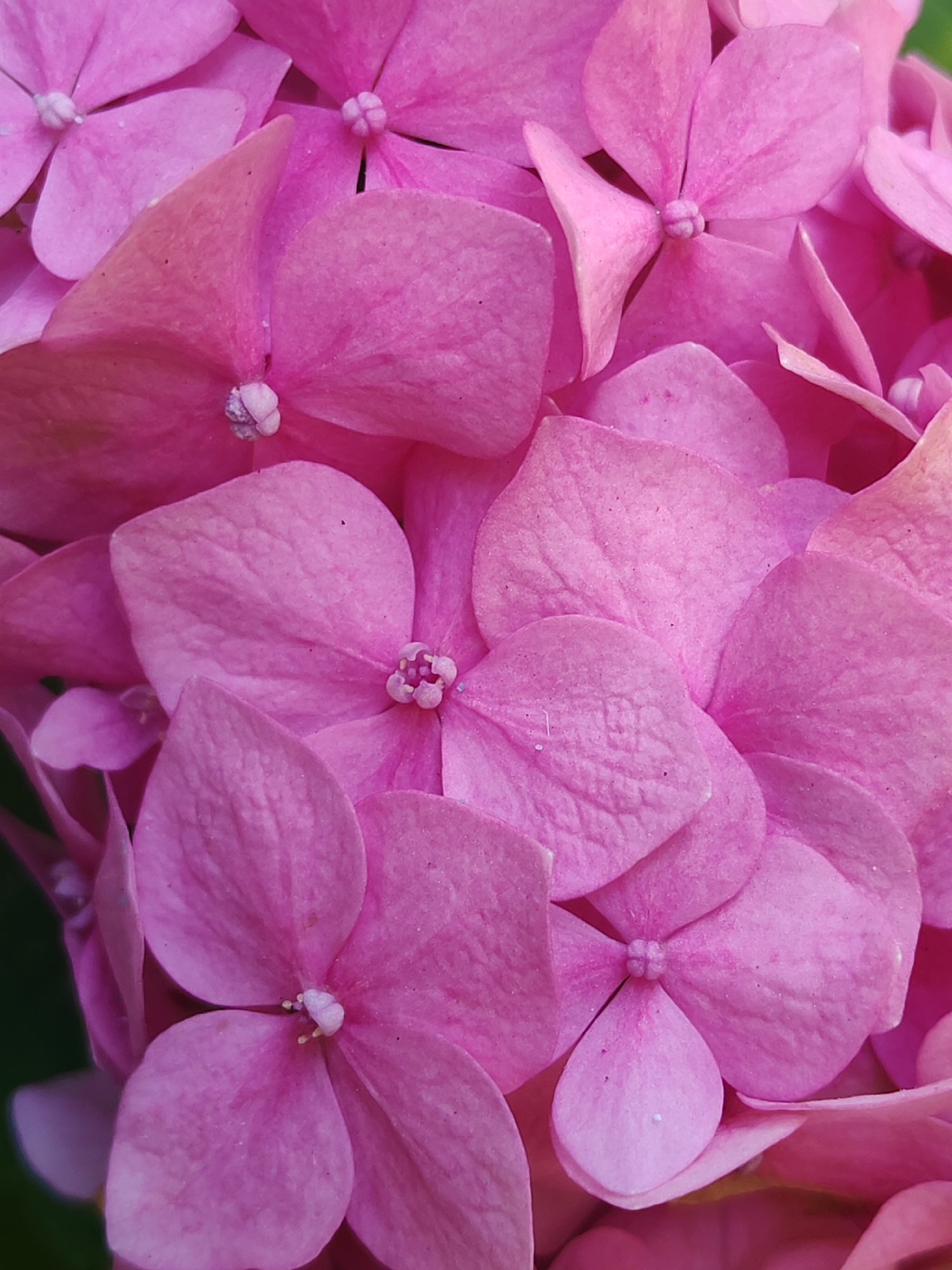 This is a close-up, high-angle shot of pink hydrangea flowers. The petals are soft and velvety, with visible veins and a slightly textured surface. The flowers are densely packed together, creating a full and abundant display. There is no indication of location within Sabunchu Raion, Azerbaijan, or any people, actions, or interactions. The background is blurred and dark, emphasizing the vibrant pink of the flowers.