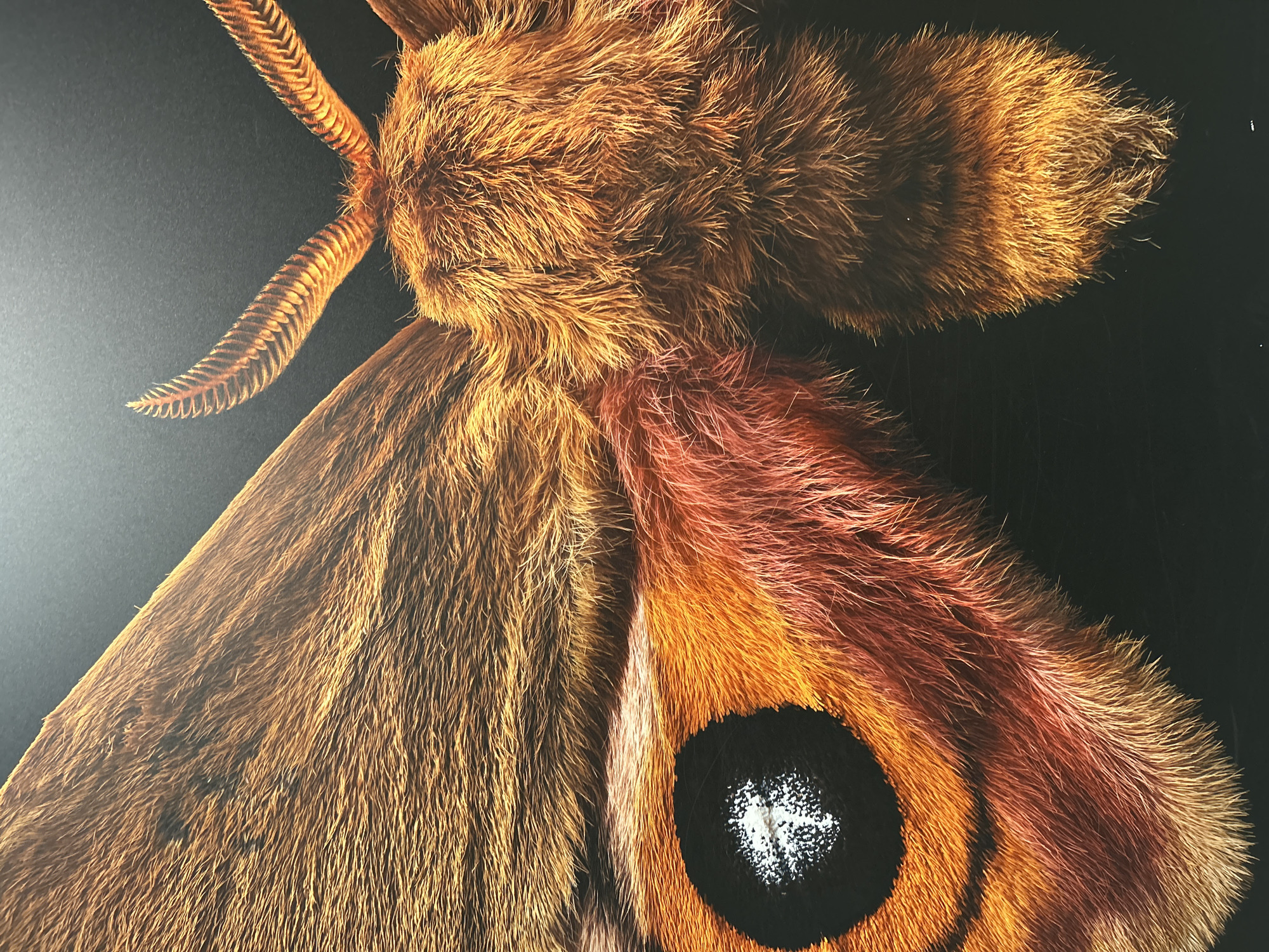 A close-up shot shows the upper part of a moth against a dark, possibly black, background. The moth has antennae with comb-like structures and appears to be covered in dense, brown fur. The wing has a pattern featuring a large black spot outlined in orange and reddish-brown. The detail of the fur and the pattern on the wing is prominently displayed. There is no indication of a location in New York City or the presence of any people. The image appears to be a studio shot or a close-up photograph of a specimen.