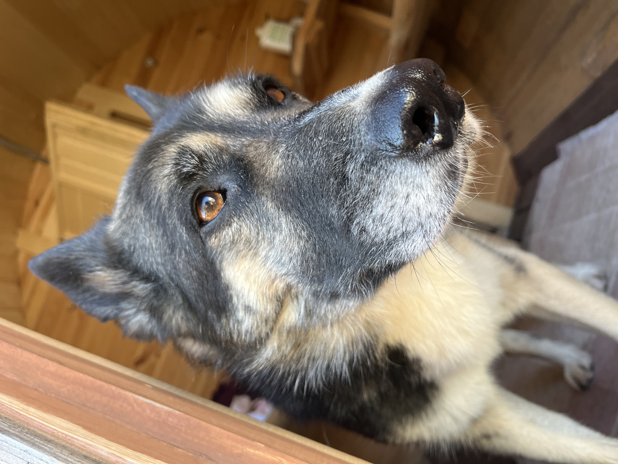 A close-up, eye-level, outdoor photograph shows the head and upper body of a medium-sized dog with a black, gray, and tan coat. The dog's head is turned to the right, with its eyes and nose in sharp focus. Its gaze is directed slightly off-camera to the right. The background consists of wooden interior walls and a doorway or opening on the left side of the frame, suggesting the dog is looking out from a wooden structure such as a shed or a porch. The lighting is natural, with sunlight casting shadows and highlighting the textures of the dog's fur and the wooden surfaces. There is no visible indication of the city of Nizhny Tagil, Russia, within the image itself.