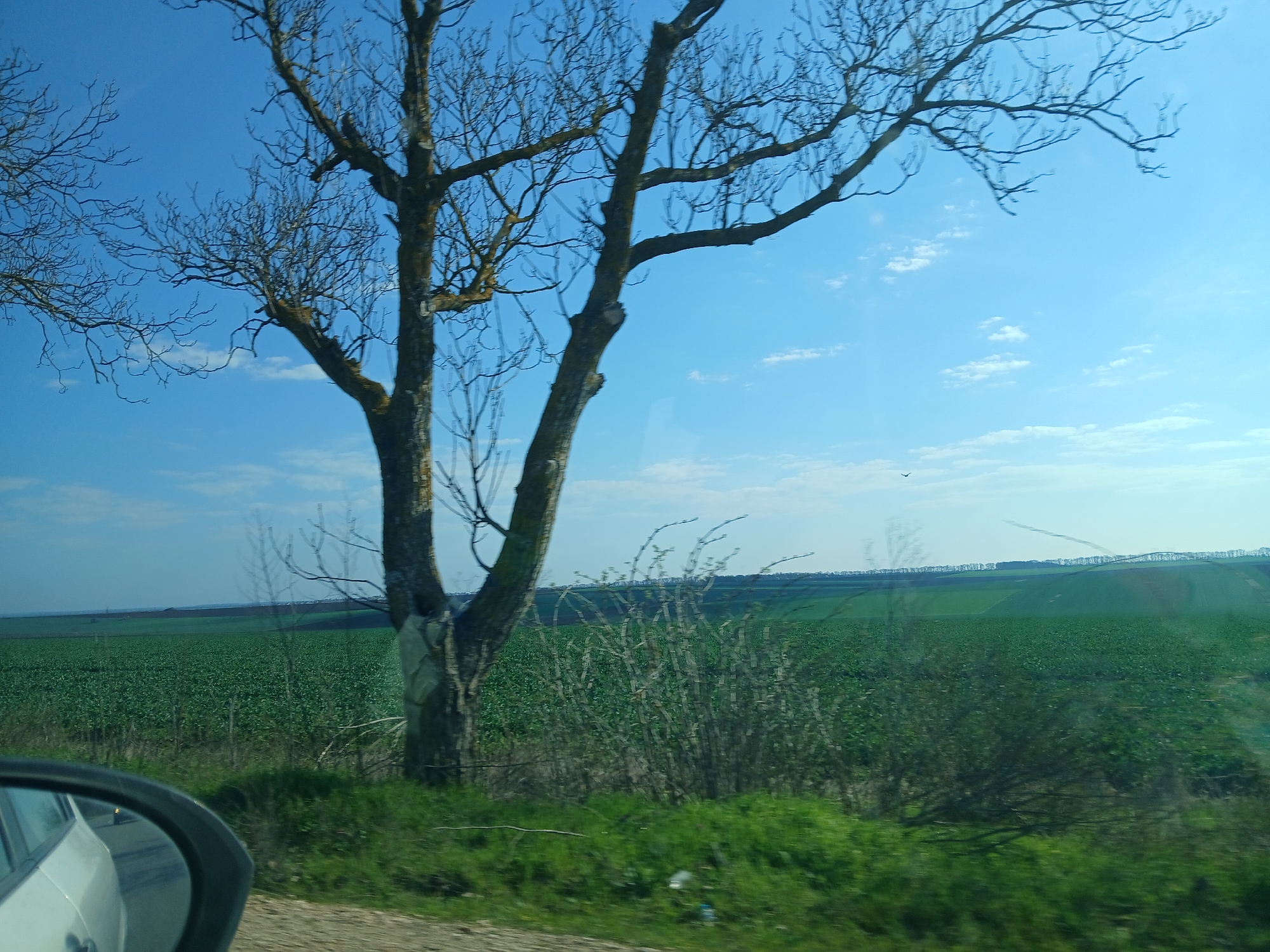 The image shows a rural landscape in Branishte, Bulgaria, seen from inside a moving vehicle. A leafless tree with a forked trunk stands in the foreground, partially obscuring a vast field of green crops. A dense, leafless shrub sits at the base of the tree. The field stretches to the horizon, where a line of trees can be seen on a distant hill. The sky is blue with scattered white clouds. A car's side mirror is visible in the lower left corner of the frame, reflecting the side of the vehicle. Motion blur is evident on the green vegetation in the immediate foreground, indicating the vehicle is in motion. A single bird is visible in the sky.