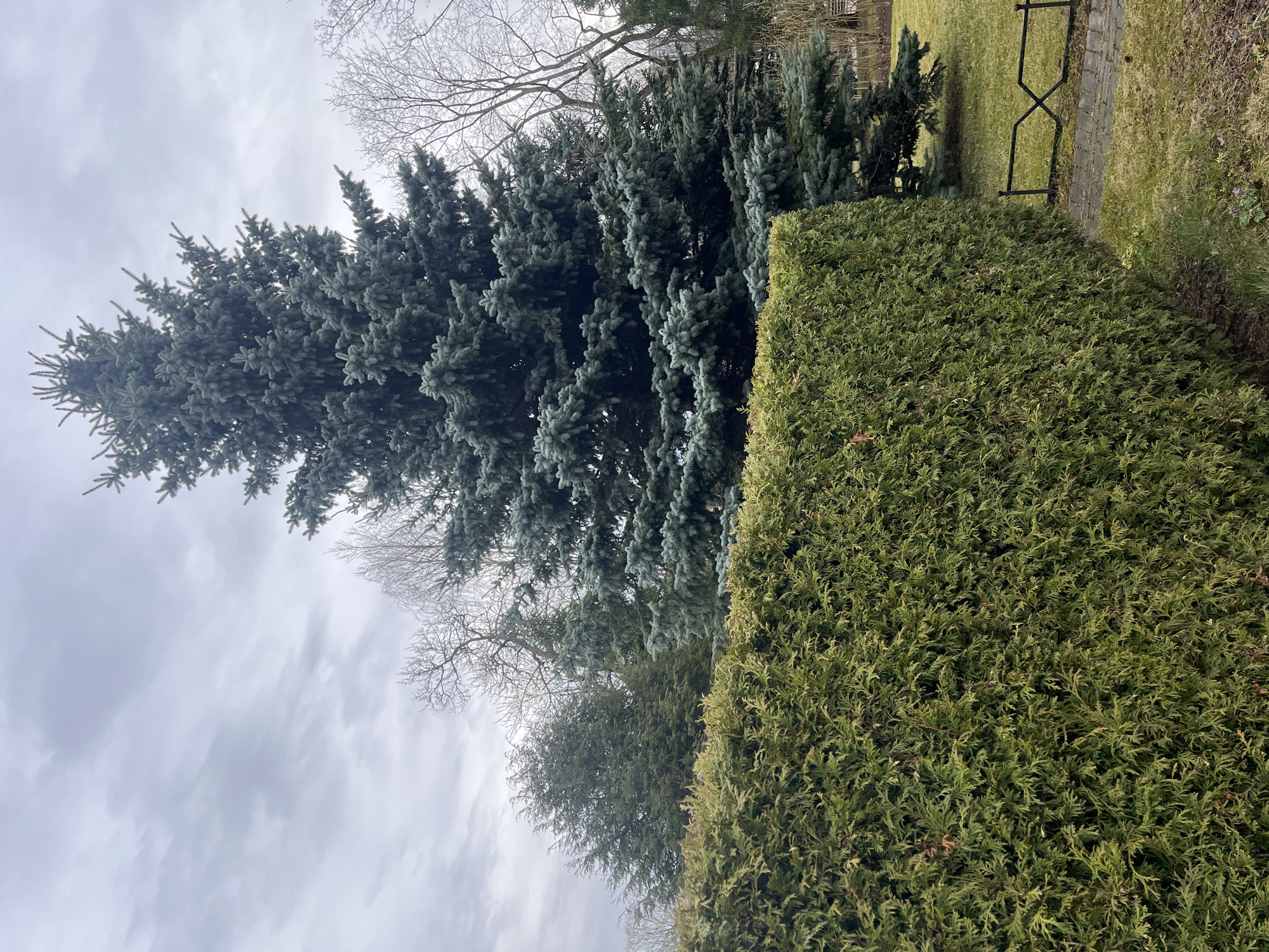 The image depicts a cloudy outdoor scene, likely in a park or garden. A tall, blue-green spruce tree dominates the left side of the frame. To the right, a dense, trimmed green hedge is visible. In the background, smaller spruce trees and a wrought iron fence are partially visible amidst bare branches of deciduous trees. The cloudy sky suggests an overcast day. Without additional context, definitive identification of the location within Saint Petersburg, Russia, is not possible.