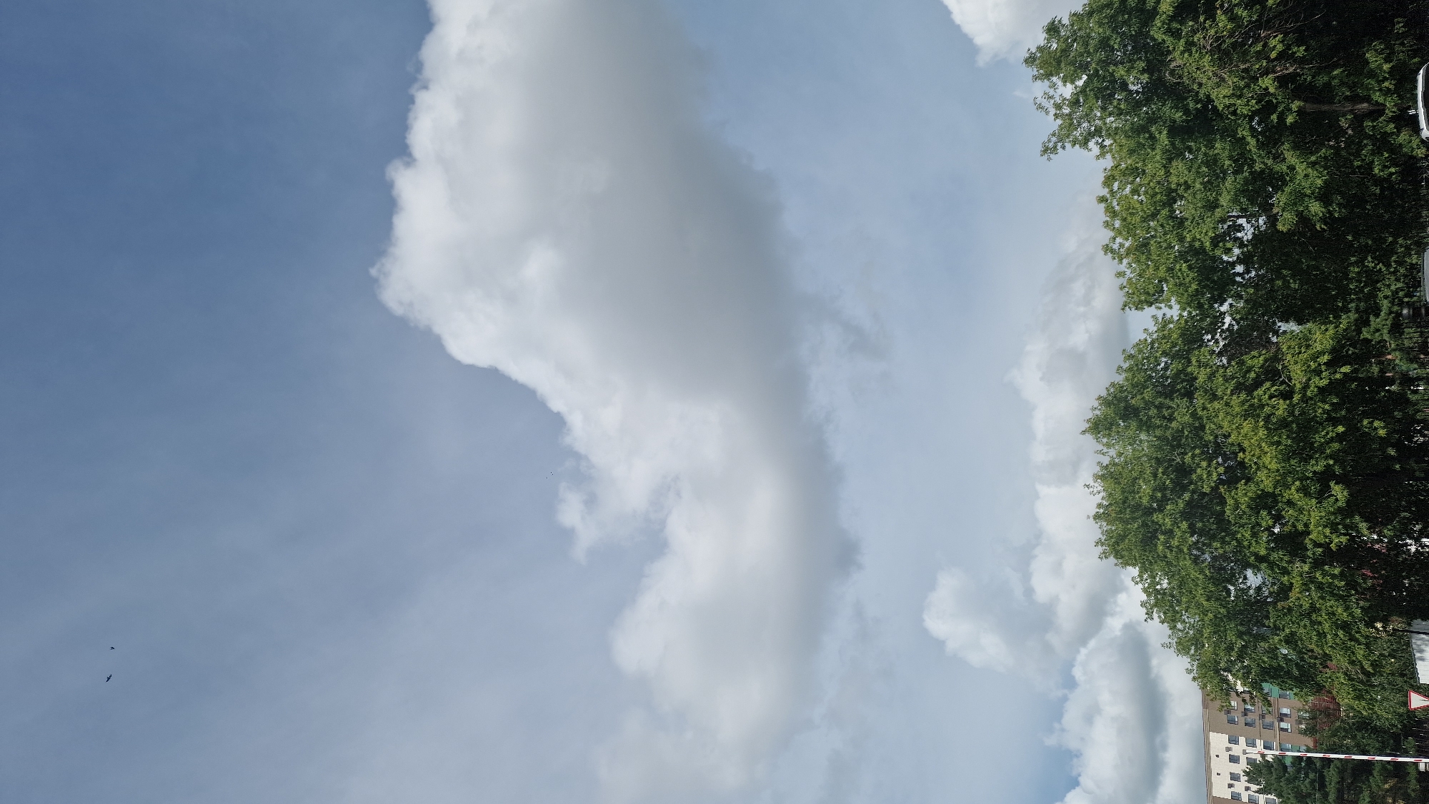The image depicts a clear sky with some scattered clouds. Two small birds are visible in the upper left portion of the sky. In the lower half of the image, a line of lush green trees spans across the frame, with a modern building, likely an apartment complex, visible behind the trees on the left. The scene appears to be a daytime shot, possibly in a park or residential area of Kostanay, Kazakhstan, given the architecture of the building and the presence of mature trees.