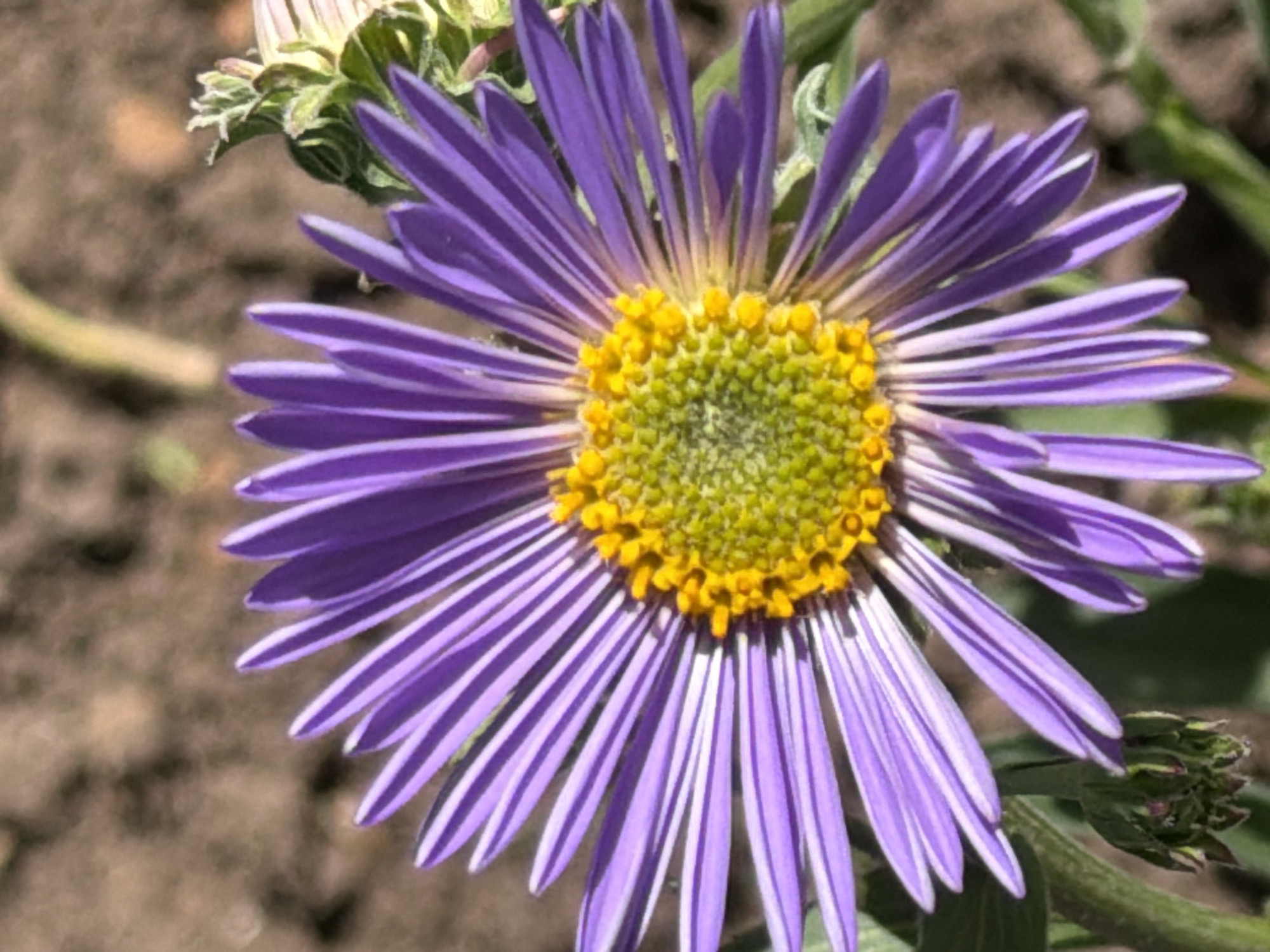 A close-up, high-angle photograph captures a solitary purple Asteraceae flower, likely a type of aster or daisy, against a blurred, earthy background. The flower is positioned centrally, showcasing numerous elongated, vibrant purple ray florets radiating outwards from a distinct, multi-colored disc floret center. The ray florets exhibit subtle lighter purple or white undersides and longitudinal striations. The disc florets are bright yellow at their outer ring, transitioning to a chartreuse green at the innermost core, presenting a textured, compact cluster. The background is rendered in soft focus, with the upper portion appearing as a mottled brown and tan, indicative of soil or dry foliage. The lower portion reveals blurred hints of green vegetation. Natural lighting illuminates the flower, highlighting its colors and textures. This scene is located in the city of Unknown, Unknown.