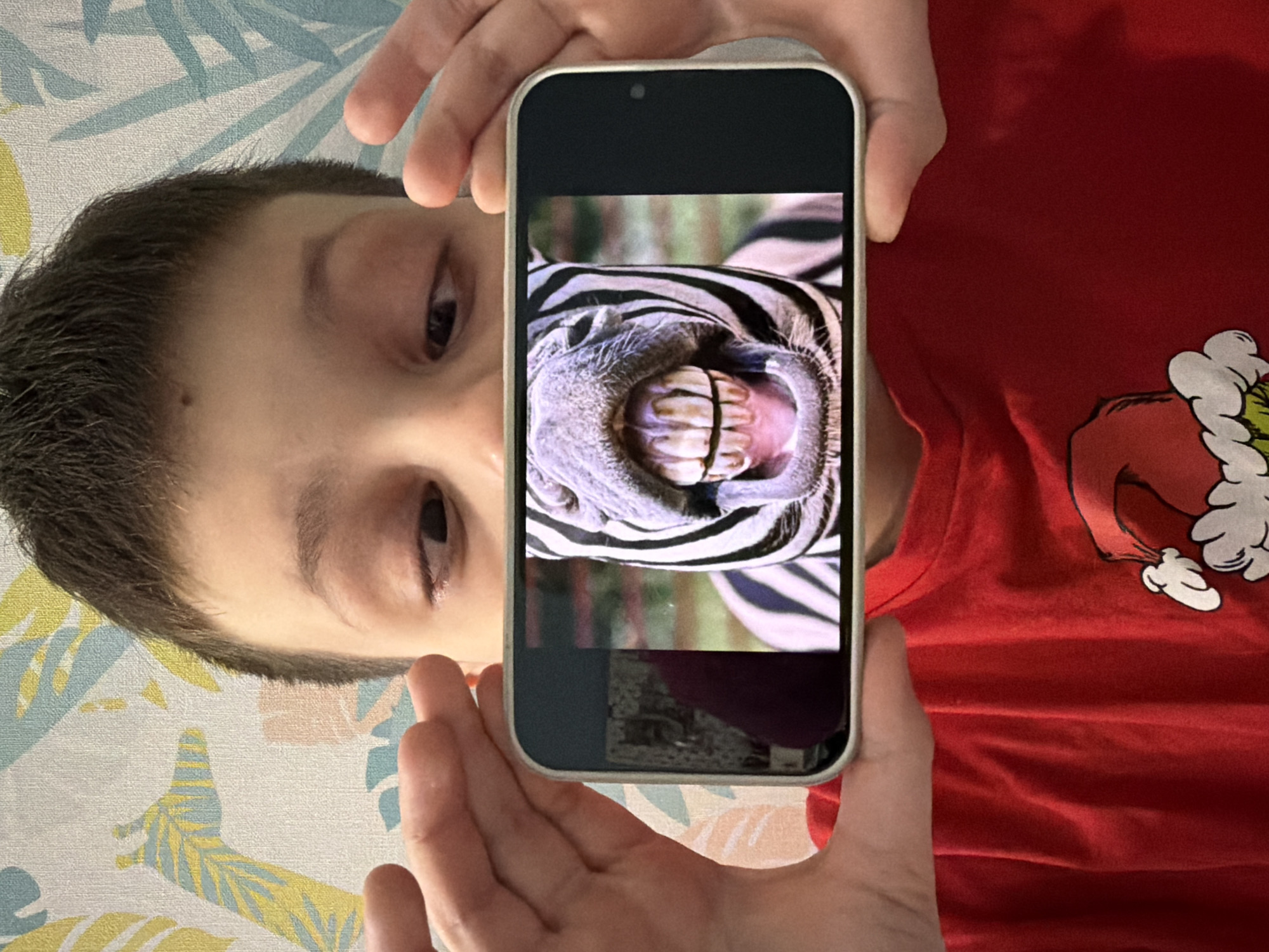 A young person is shown from an overhead perspective, lying down and holding a smartphone. Their head is positioned towards the upper left, revealing dark hair, fair skin, and brown eyes, with their gaze directed towards the phone screen. They are wearing a red t-shirt, visible on the right, which features a partial graphic of a festive character, possibly resembling Santa Claus, depicted with white and green elements.
The smartphone is held by two hands in the center of the frame, displaying a vibrant image of a zebra. The zebra's mouth is wide open, prominently showing its large, somewhat discolored teeth and tongue, set against its striped black and white facial fur. The background behind the person is a light-colored fabric, likely a bedsheet or blanket, adorned with a repeating pattern of stylized leaves in light blue, yellow, and hints of peach. The overall scene captures a moment of casual engagement with digital media. No visible text is present in the image. The provided location context is Votkinsk, Russia.