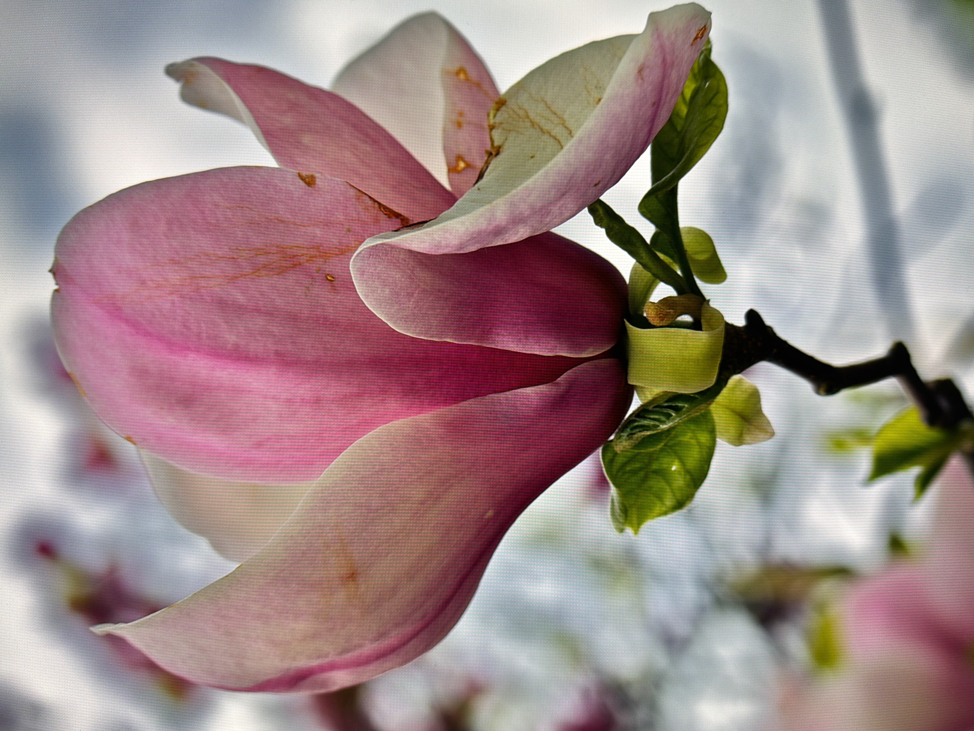 A close-up, low-angle shot showcases a pink and white magnolia flower in Kyiv, Ukraine. The flower's petals are a vibrant pink on the inside and fade to white on the outside, with some subtle orange-brown veining and spotting visible. Green leaves and a yellow bud are attached to the dark stem at the bottom of the flower. The background is softly blurred, with hints of other pink flowers and a gray, cloudy sky.