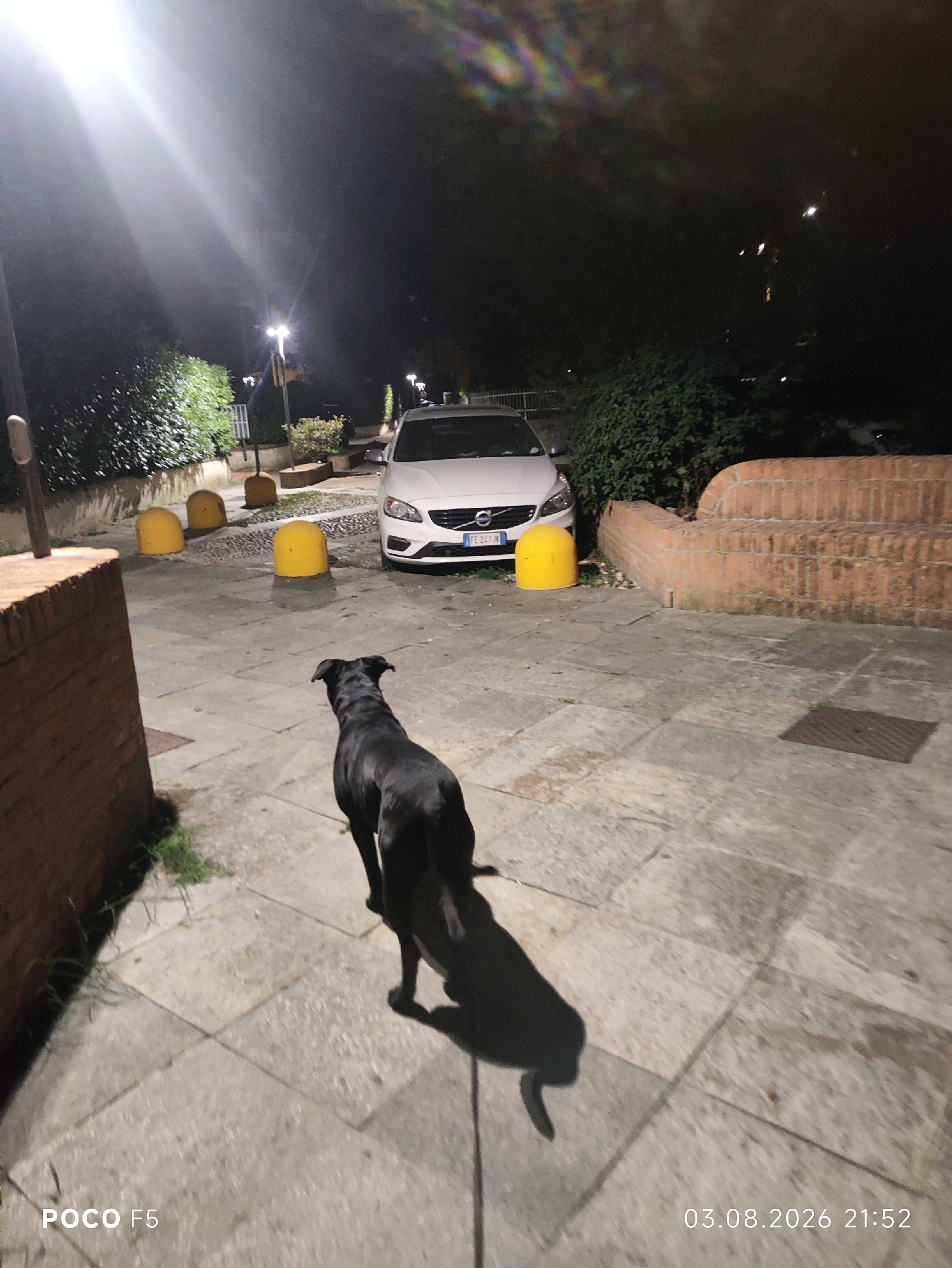 A black dog with short fur stands on a paved walkway at night, casting a long shadow. The dog faces away from the camera and towards a white Volvo automobile parked on the street. The street is illuminated by overhead streetlights. In the background, there are several yellow bollards and a brick wall. The scene is located in the city of Collecchio, Italy.