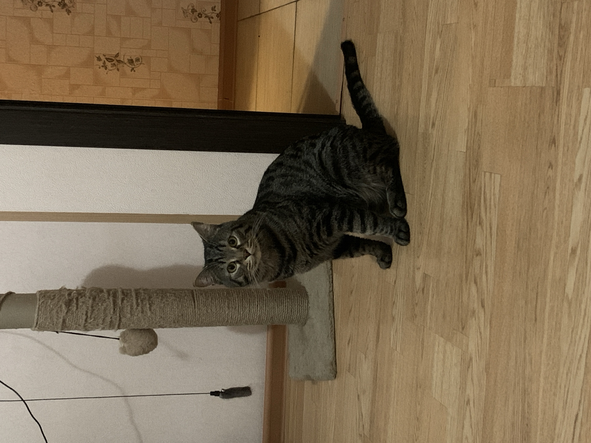 A tabby cat lies on a light-colored wood floor near a cat scratching post. The post is made of a horizontal cylinder wrapped in coarse rope. A black piece of rope is attached to the post. The cat is looking up at the camera with yellow eyes. Behind the cat post is a white wall with a dark trim. A wall with floral decorations is located above the dark trim. The location is potentially indoors in a home or apartment in the city of Stavropol, Russia. The scene is oriented with the cat lying on its side relative to the vertical orientation of the image.