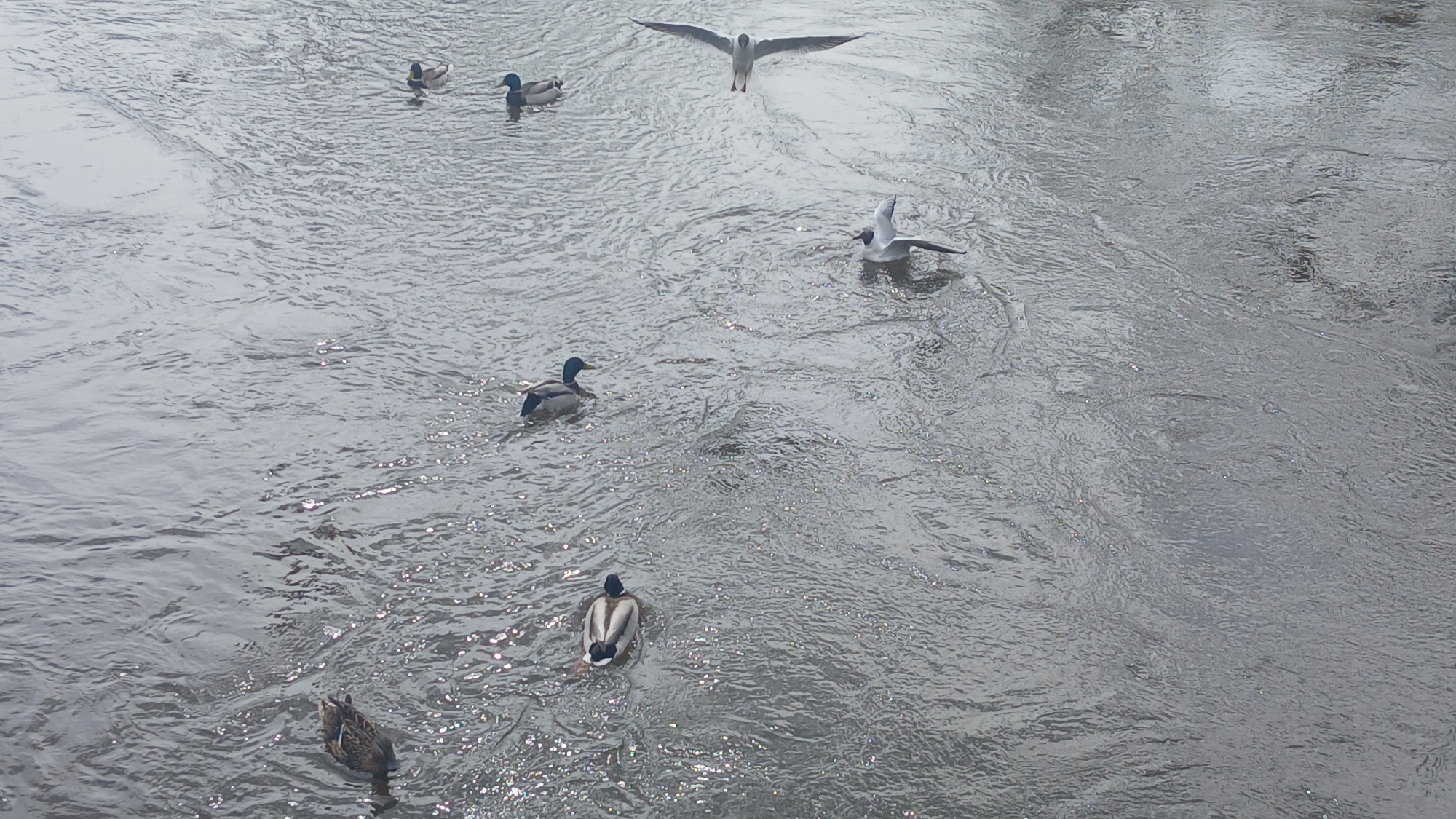 The image shows a body of water, likely a river, with several ducks and seagulls. There are at least six ducks, some swimming and some diving, and two seagulls, one with wings fully extended as if landing and the other partially folded. The water appears to be moving or flowing. The location is most likely in the city of Izhevsk, Russia.