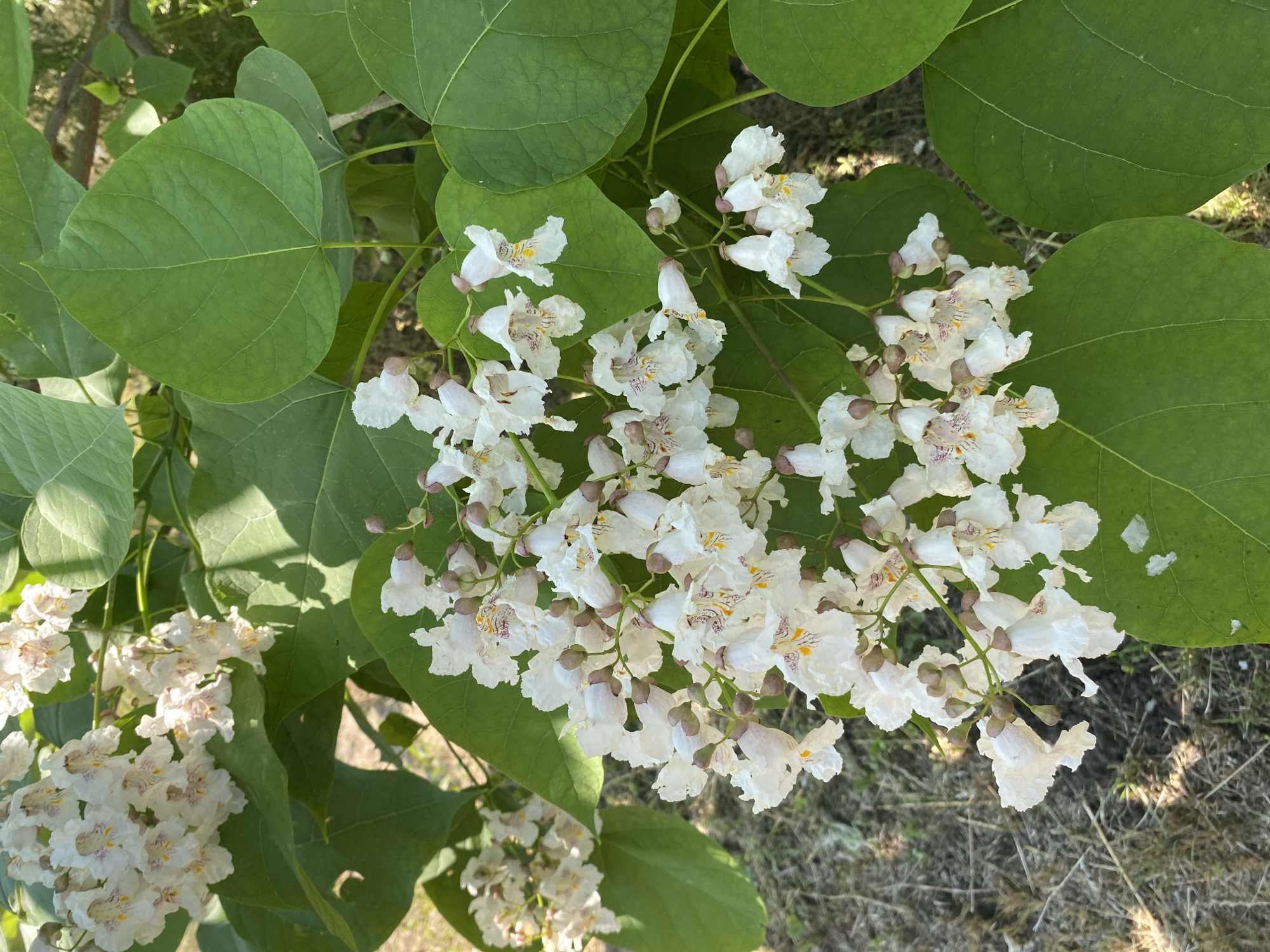 A close-up, vertically oriented, eye-level shot captures a cluster of delicate white flowers with purple and yellow markings, likely blooming on a tree, set against a backdrop of large, vibrant green leaves. The flowers are bell-shaped and appear to be grouped in panicles. Some flower buds are visible as small, brown, elongated ovals. The leaves are broad, heart-shaped, and have a smooth texture, with visible veins. Sunlight filters through the foliage, creating subtle shadows and highlights. In the background, out of focus, dry, light brown grass and twigs are visible, suggesting an outdoor, natural setting, possibly a park or garden. The image does not contain any people or specific landmarks that would indicate its precise location within Vasylky, Ukraine.
