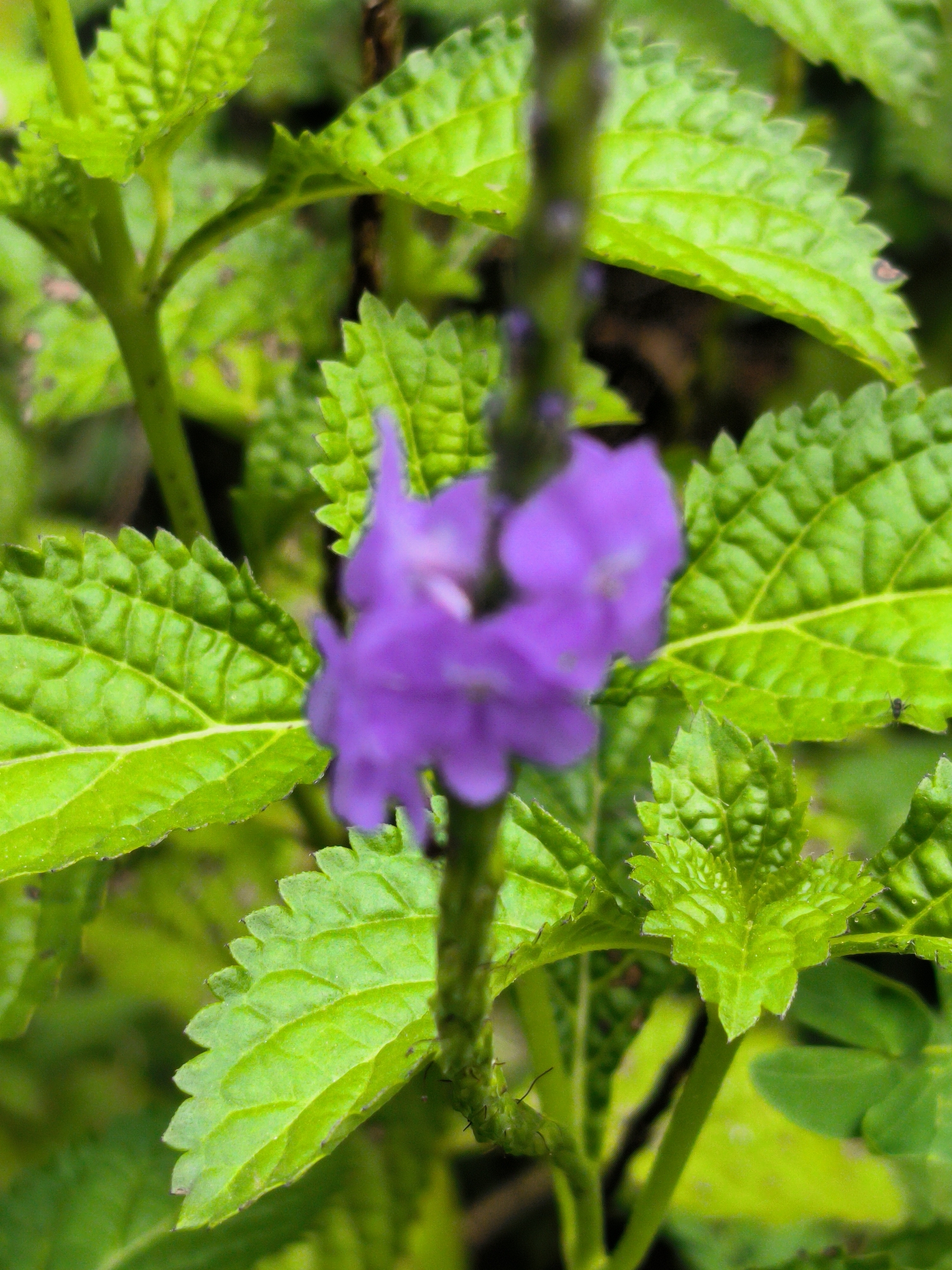 The image is a close-up, macro shot of a vibrant purple flower with a blurred background of bright green, textured leaves. The flower is positioned in the center-right of the frame and appears delicate, with ruffled petals. The leaves surrounding the flower are deeply veined and have serrated edges, creating a rich, layered effect. The lighting suggests it is daytime, with a soft natural light illuminating the scene. There is no indication of any specific location in Cotseutui, Indonesia, or any human presence. The image focuses solely on the botanical details of the plant.