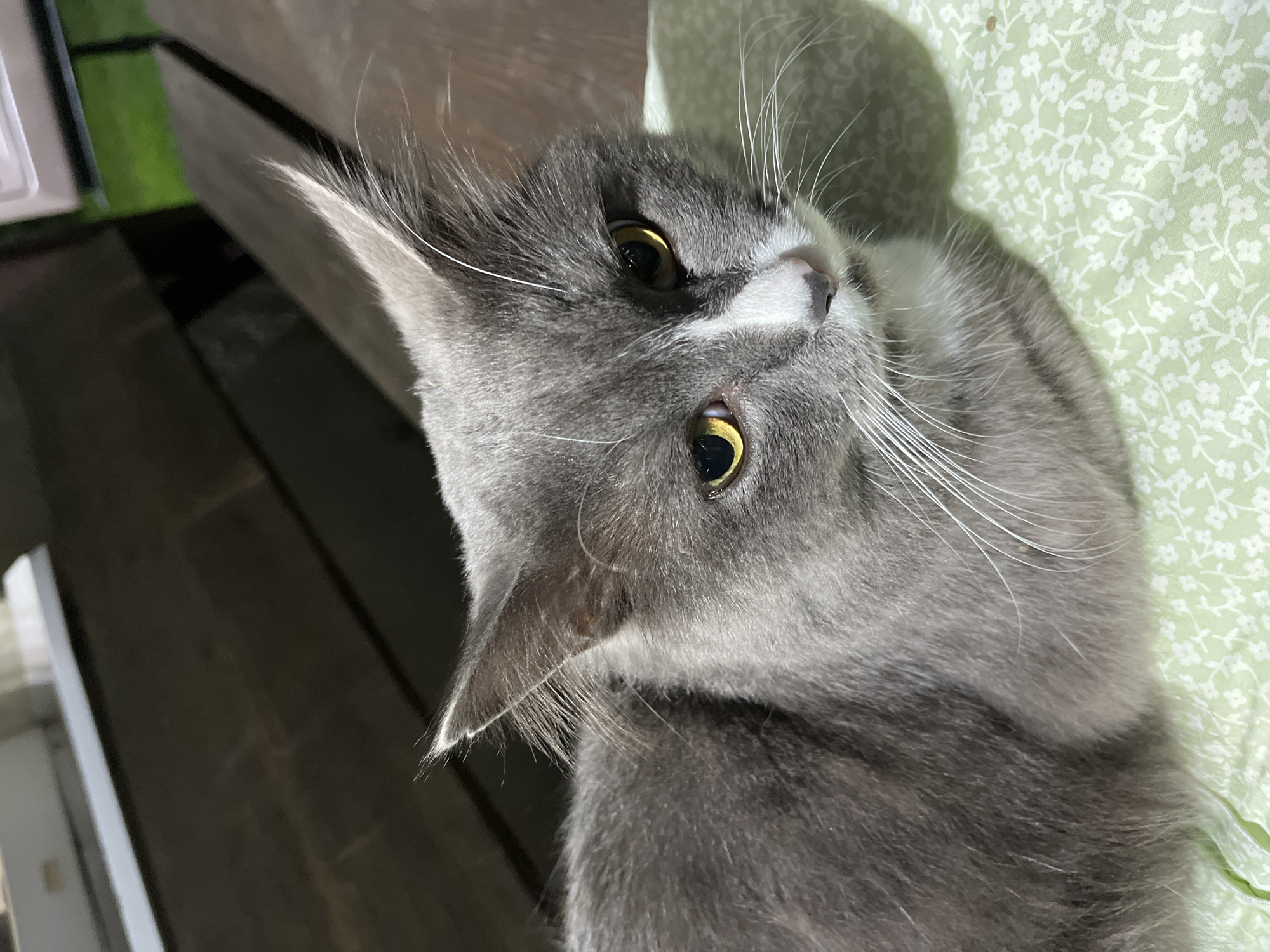 The image is a close-up, eye-level shot of a medium-haired, gray and white cat lying down on a light green, floral patterned fabric. The cat is facing towards the right of the frame, with its head turned slightly towards the viewer. Its eyes are open and a striking yellow-gold color. The cat has white whiskers fanned out around its nose and mouth, and a white patch on its chest. The background consists of dark wooden surfaces, possibly a bench or table, with some blurred green foliage and a light-colored object in the upper right corner. The lighting suggests an indoor or shaded outdoor environment, with the cat being the primary subject. There is no indication of Saratov, Russia, or any specific urban location in the image.
