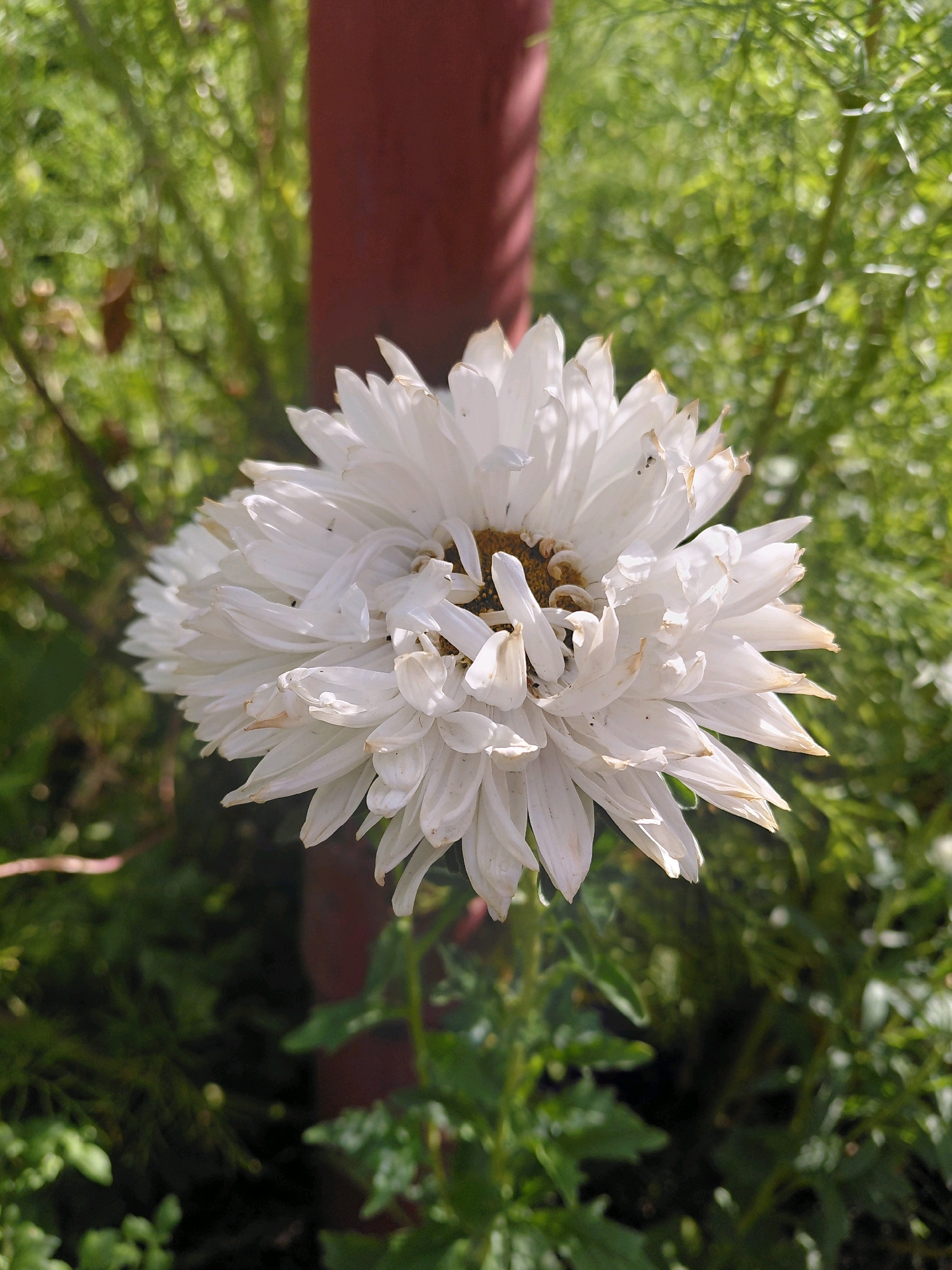 A close-up, vertical-oriented, eye-level shot features a fully bloomed white daisy. The daisy, with its numerous delicate white petals and a brown center, occupies the majority of the frame. The background is a blur of green foliage and a dark red vertical post, suggesting an outdoor garden setting. The lighting suggests a sunny day, casting shadows and highlights on the flower.