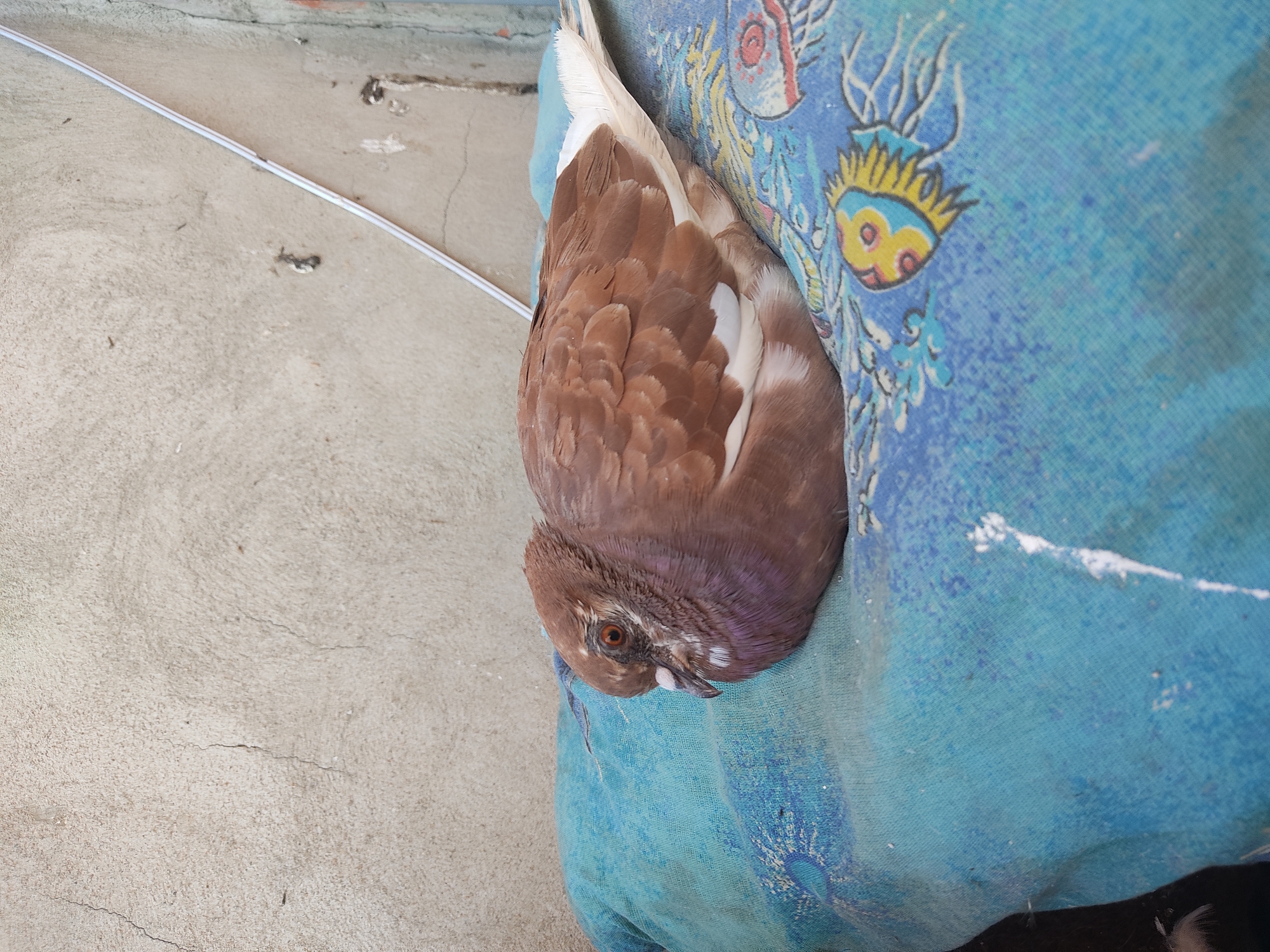 A medium shot captures a brown and white pigeon resting on a blue cloth with a cartoonish jellyfish pattern. The pigeon, facing left, has visible eye detail and iridescent purple feathers around its neck. The background consists of a textured, light-colored concrete wall, suggesting an outdoor urban setting, possibly in Esil, Kazakhstan. A thin, white vertical object runs along the right side of the wall. The lighting is natural, indicating daytime.