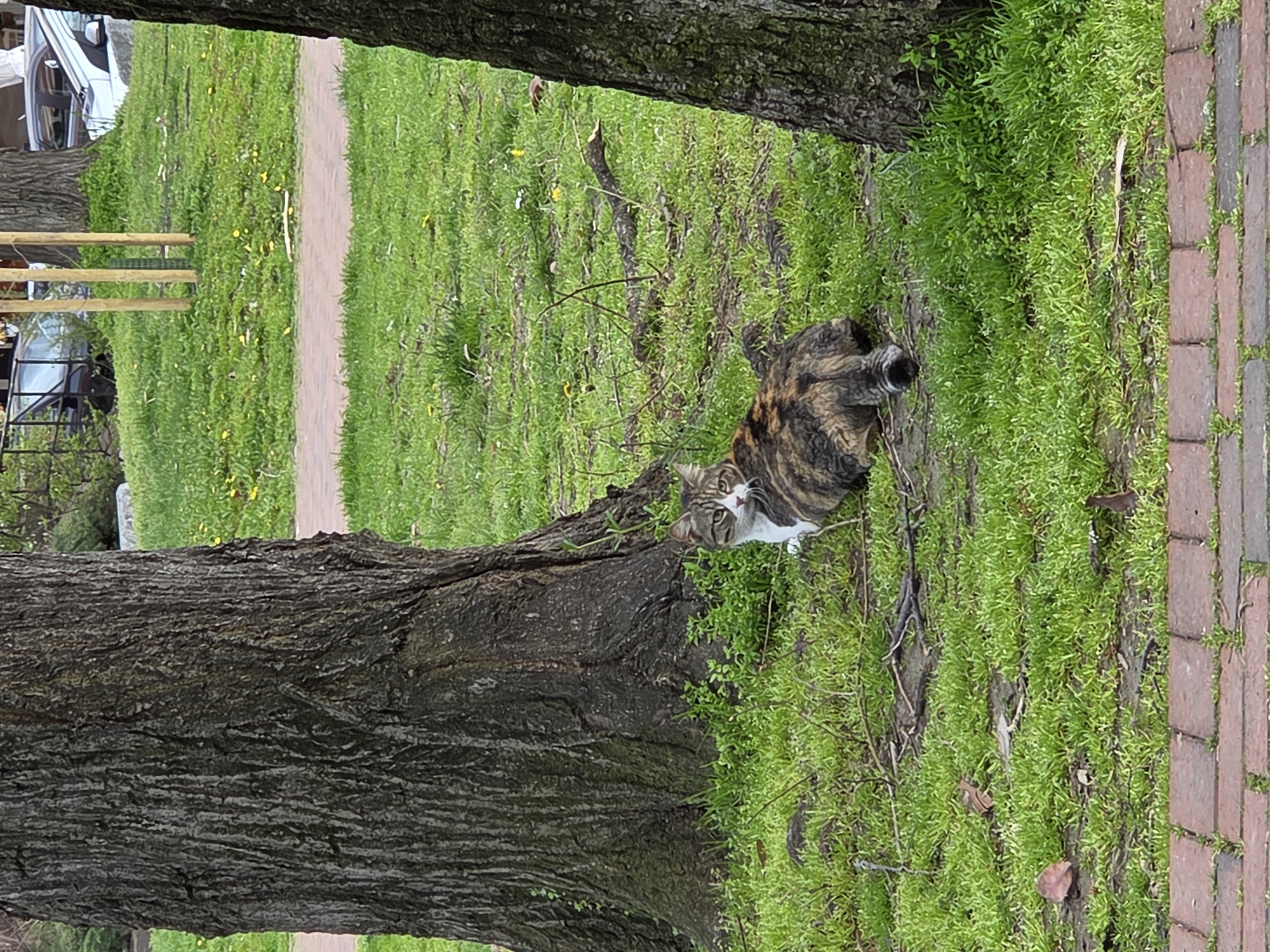 The image shows a cat near the base of a tree. The cat is striped with a white chest. The tree has rough bark. The ground is covered in green vegetation and some dead leaves. A brick path runs along the right edge of the image. There is grass on the other side of the tree. In the background, a fence and vehicles are visible. It is not possible to determine the location in Varna, Bulgaria from the image.