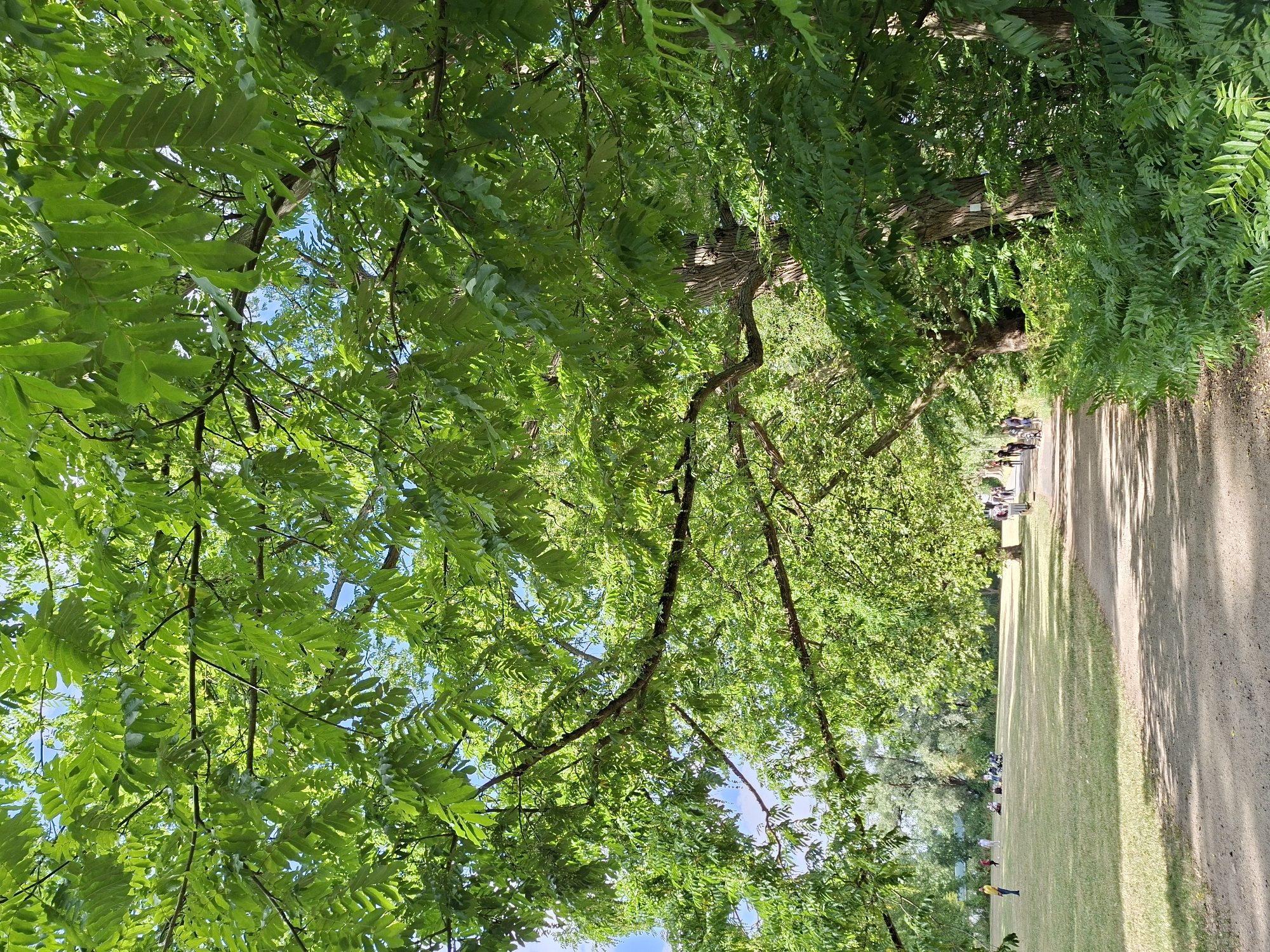 The image shows a paved path winding through a park on a sunny day. Lush green trees with dense foliage overhang the path, casting dappled shadows on the ground. To the left of the path, a large expanse of mown grass features several people scattered across it, some appearing to be sitting or relaxing, while a few are standing and interacting. In the distance, a line of trees marks the edge of the park. To the right of the path, thick green ferns and undergrowth grow close to the trees. The overall impression is of a serene and verdant urban park environment, likely a recreational area within the city of Wiesbaden, Germany, given the context.