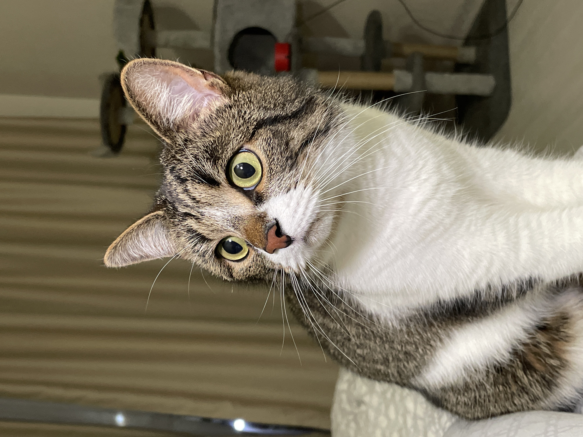 A close-up photograph depicts a cat with its head tilted to the left. The cat has tabby markings on its head, a pink nose, and yellow-green eyes. Its fur is predominantly white on its chest and body with grey stripes. The background shows a cat tree with various wooden and fabric elements. The location is not discernible in the image.