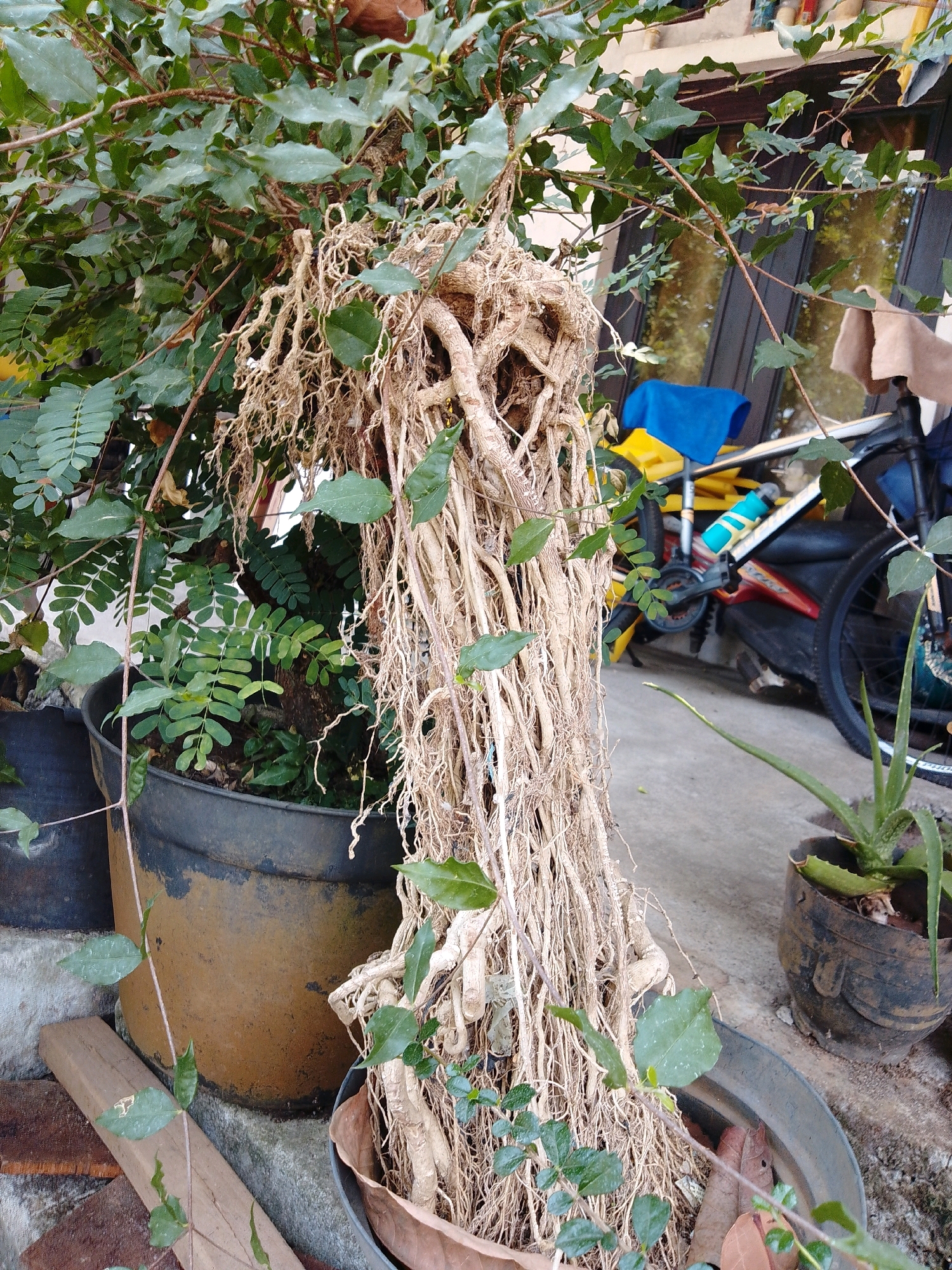 This image depicts an outdoor scene in Cikal, Indonesia, focusing on a prominent bonsai tree with exposed, tangled roots. The bonsai is potted in a large, dark-colored planter situated near other potted plants, including a small aloe vera plant in a dark, ornate pot. In the background, a bicycle with a blue cloth and a yellow object draped over it is visible leaning against a building. The building appears to have reflective windows and an awning. The ground is paved with concrete, and the overall setting suggests a residential or garden area. The lighting indicates it is daytime.