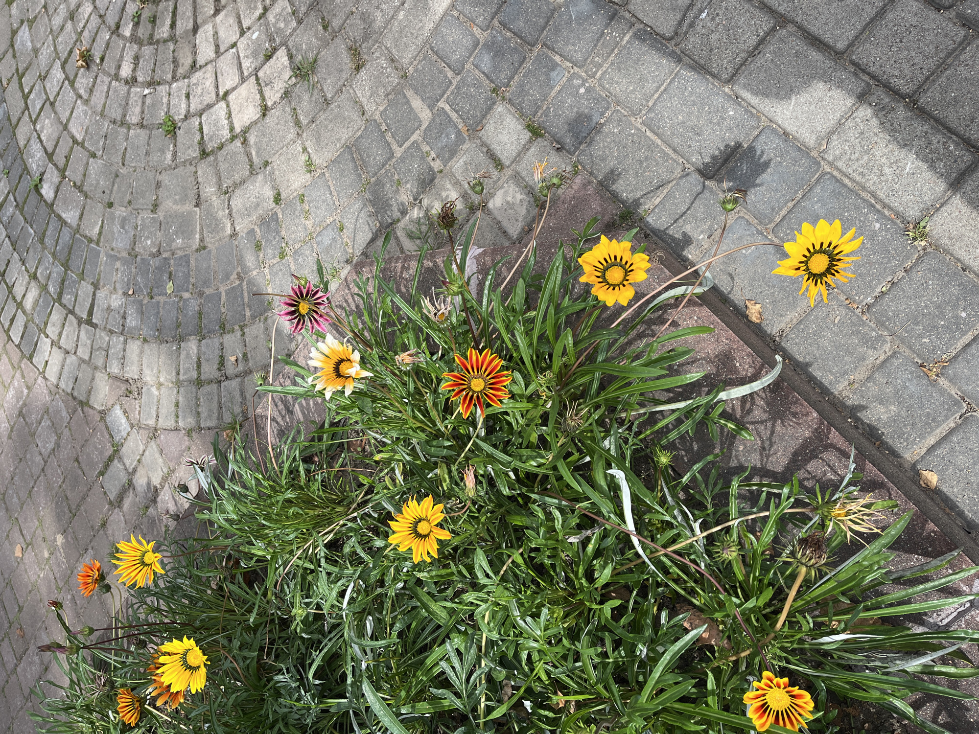 The image shows a patch of gazania flowers growing alongside a paved walkway made of rectangular grey cobblestones arranged in a curved pattern. The flowers are in various stages of bloom, with vibrant yellow, orange, and pink petals. Some of the flowers have dark centers, and others are in bud or have withered petals. The greenery of the plants is lush and appears healthy, with long, thin leaves. The paved area is slightly wet in places, suggesting recent rain or watering. Sunlight casts shadows from the plants onto the cobblestones. There are no people visible in the image. The location is identified as Vitsebsk, Belarus.