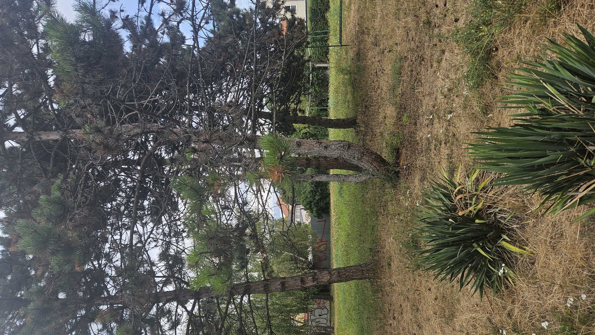 This image depicts a park-like area with several mature pine trees in the foreground. The ground is covered with dry, yellowed grass and scattered small white flowers. Two yucca plants are prominently featured in the lower portion of the frame, with their spiky green leaves contrasting against the dry vegetation. In the background, a chain-link fence with graffiti is visible, behind which is a grassy area with more trees and some buildings with red-tiled roofs. The sky is overcast. The scene appears to be a public green space within the city of Prešov, Slovakia.