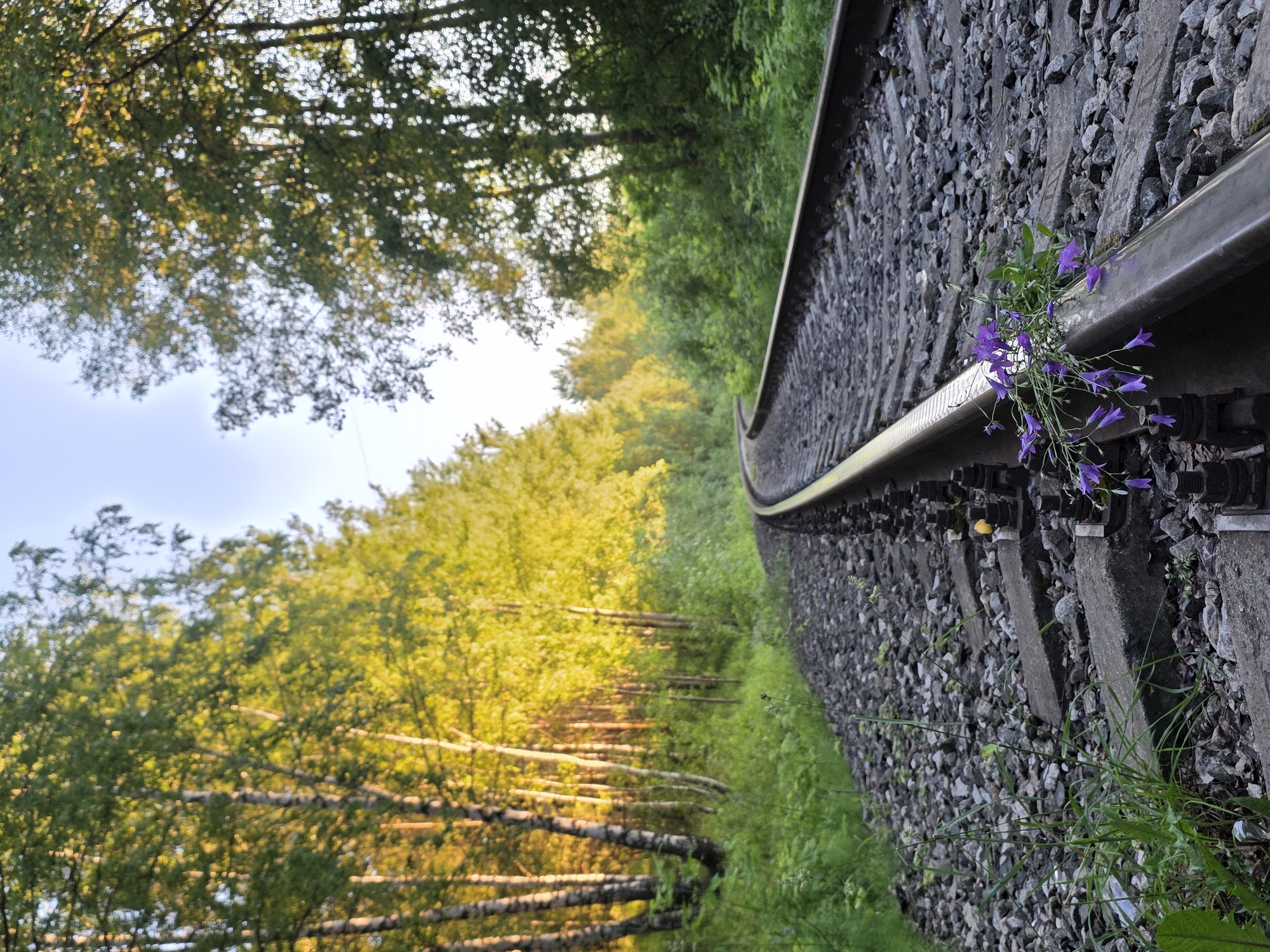 The image depicts a railroad track curving through a forest, bathed in the warm light of the setting sun. The tracks are made of steel rails resting on a bed of gray ballast stones. Several concrete railway sleepers are visible. A small cluster of delicate purple bellflowers is placed on the left rail, near the foreground. The trees lining the tracks are predominantly birch trees with their characteristic white bark, their leaves illuminated by the golden sunlight, creating a vibrant contrast with the darker green foliage of other trees in the background. The sky above is a clear pale blue. The scene appears to be a natural setting, likely on the outskirts of a populated area, possibly near Chaikovsky, Russia, given the presence of birch trees which are common in the region and the general landscape. There are no people visible in the image. The overall impression is one of natural beauty and tranquility, with a touch of human presence implied by the placement of the flowers on the railroad.